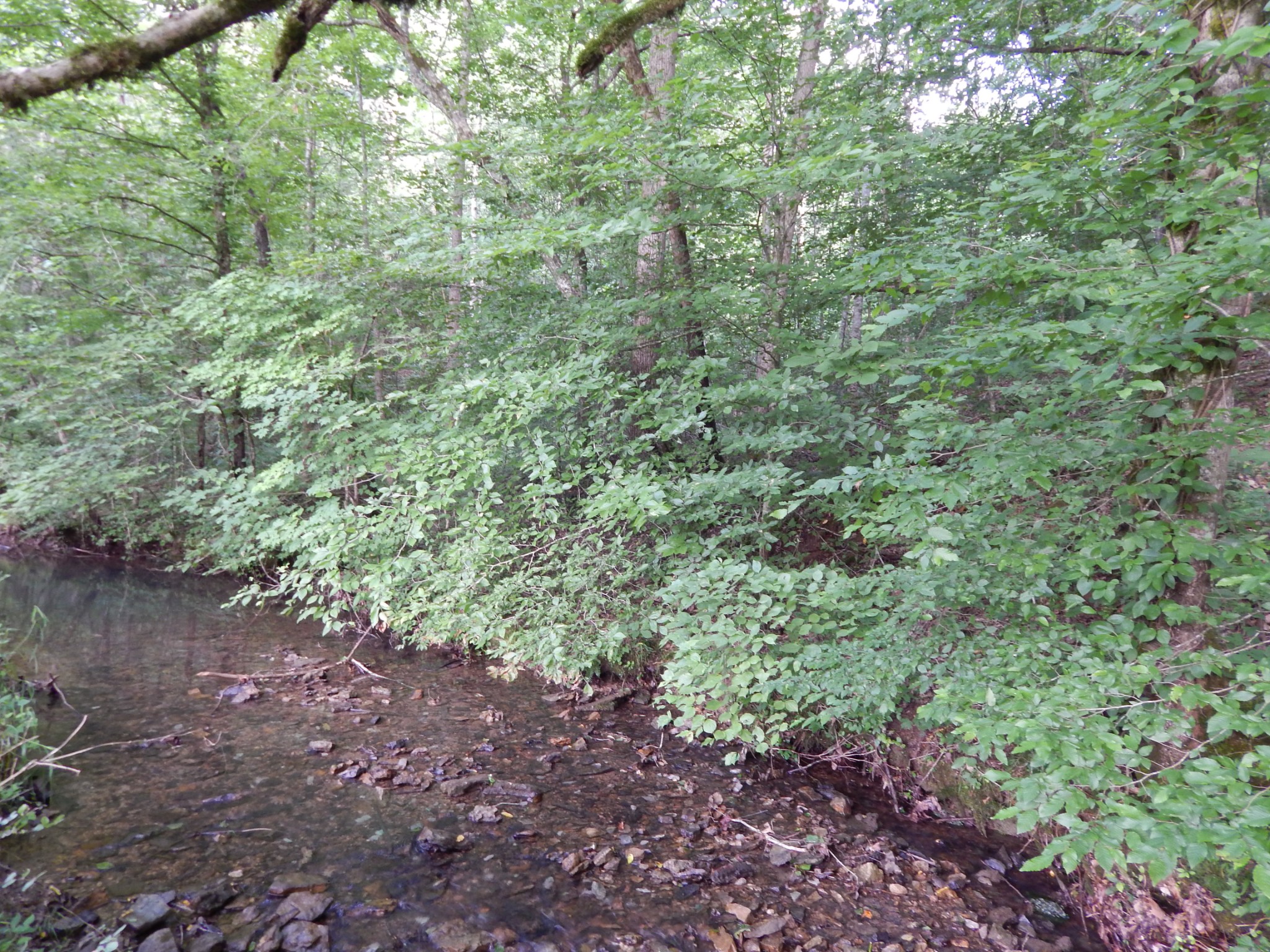 3795 Wayland Springs Rd Property Photo 59