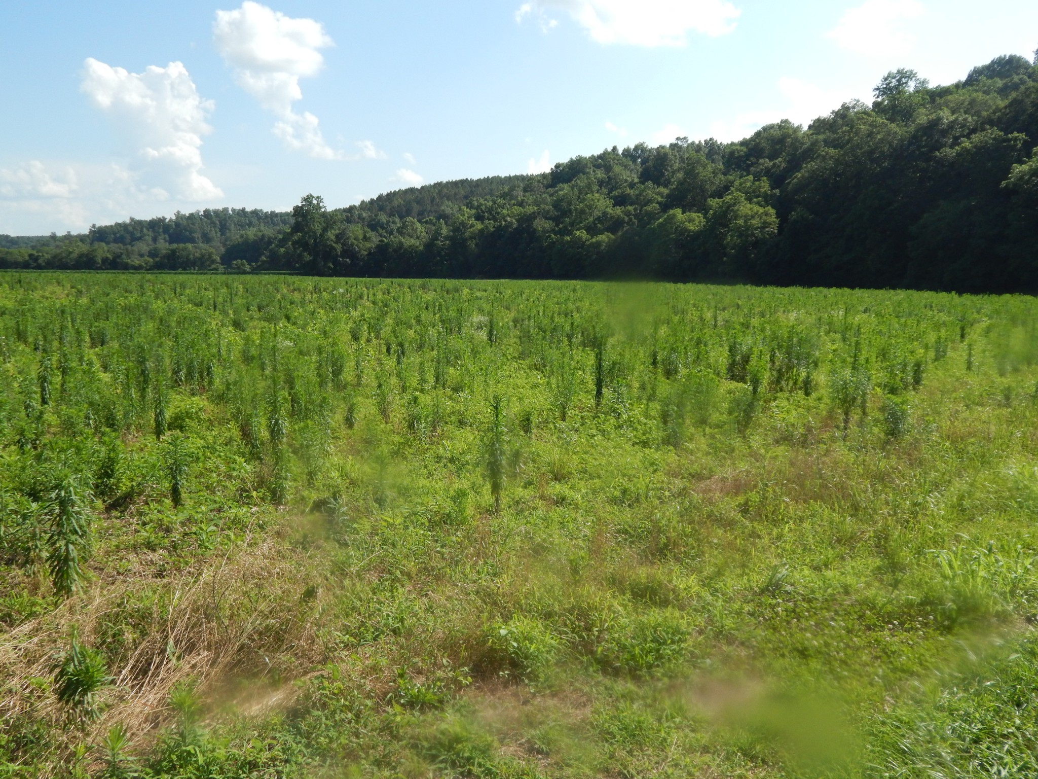 3795 Wayland Springs Rd Property Photo 62