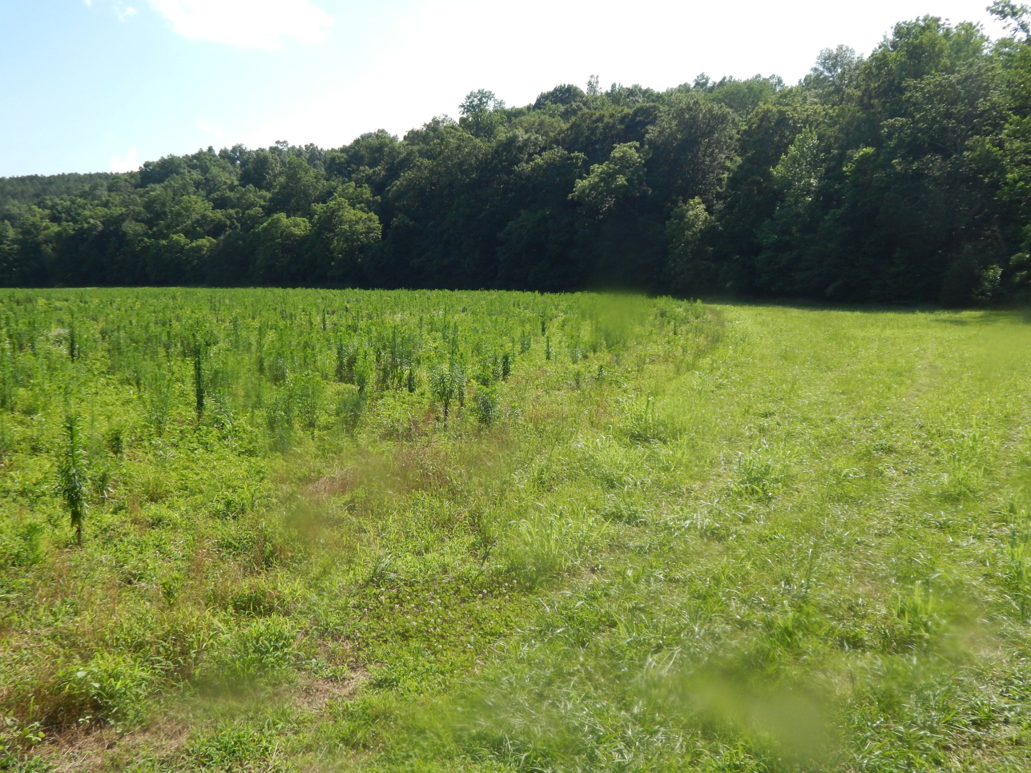 3795 Wayland Springs Rd Property Photo 63