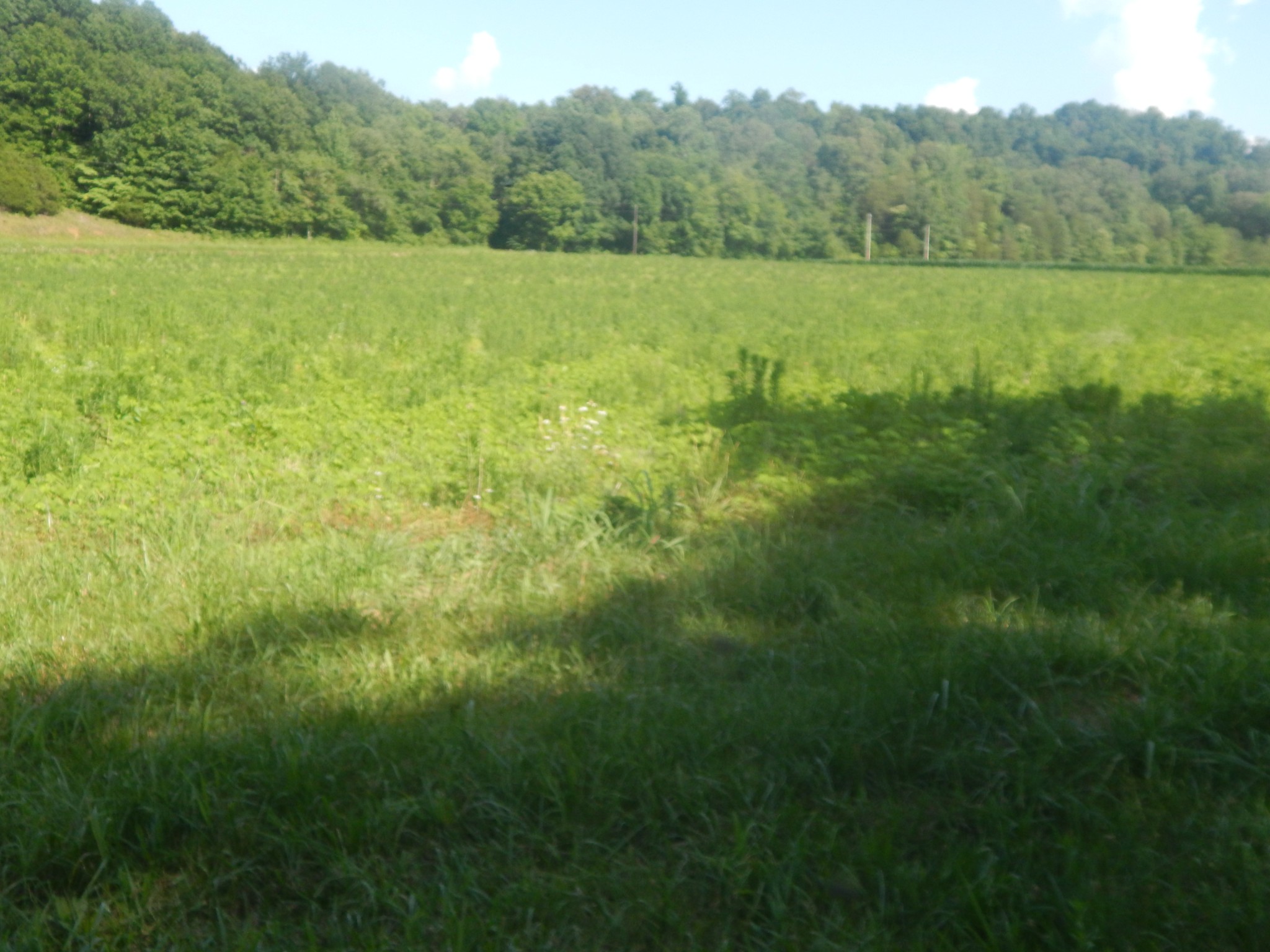 3795 Wayland Springs Rd Property Photo 67
