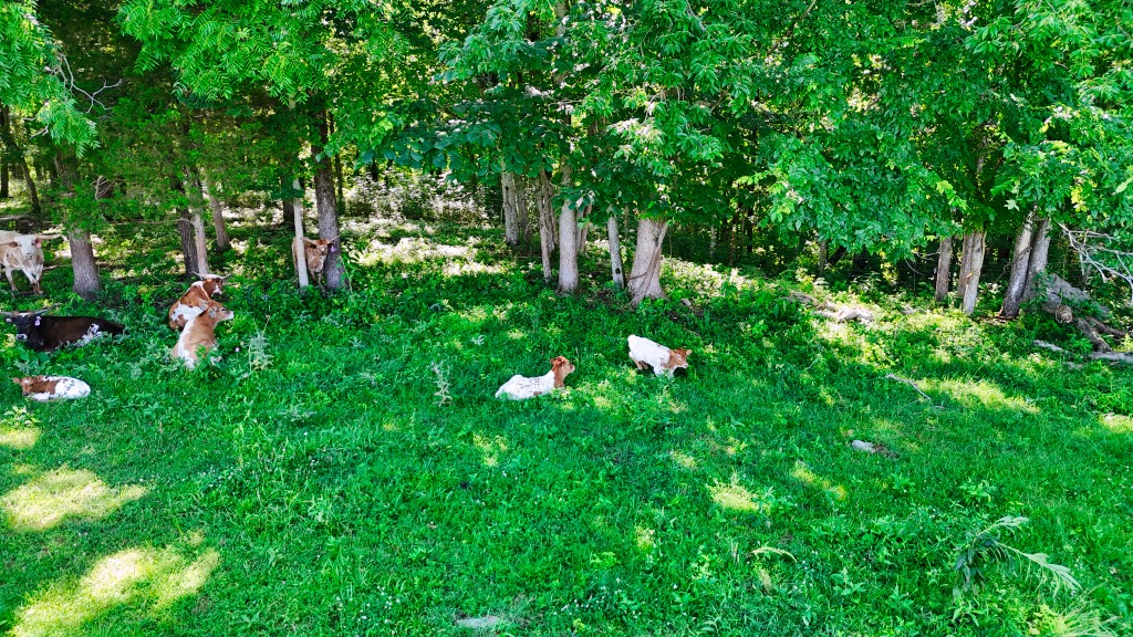 1024 Tn 64 Property Photo 34