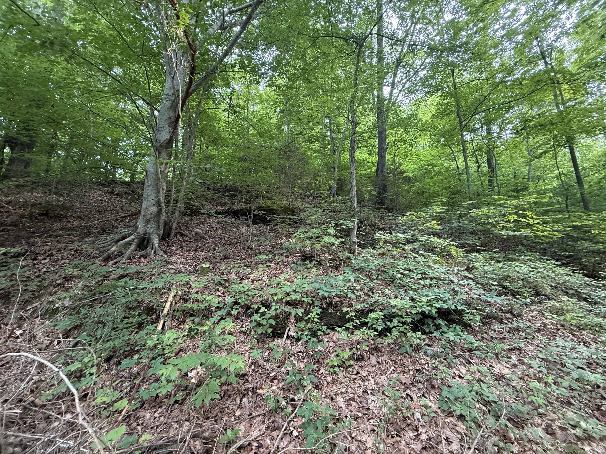 0 Hassell Creek Rd Property Photo 9