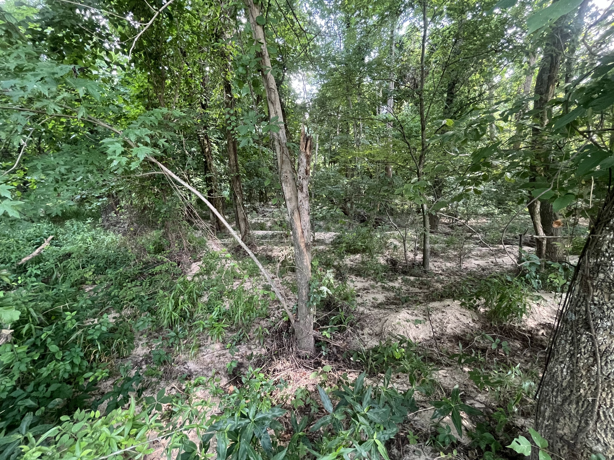 0 Cheek Rd Property Photo 6