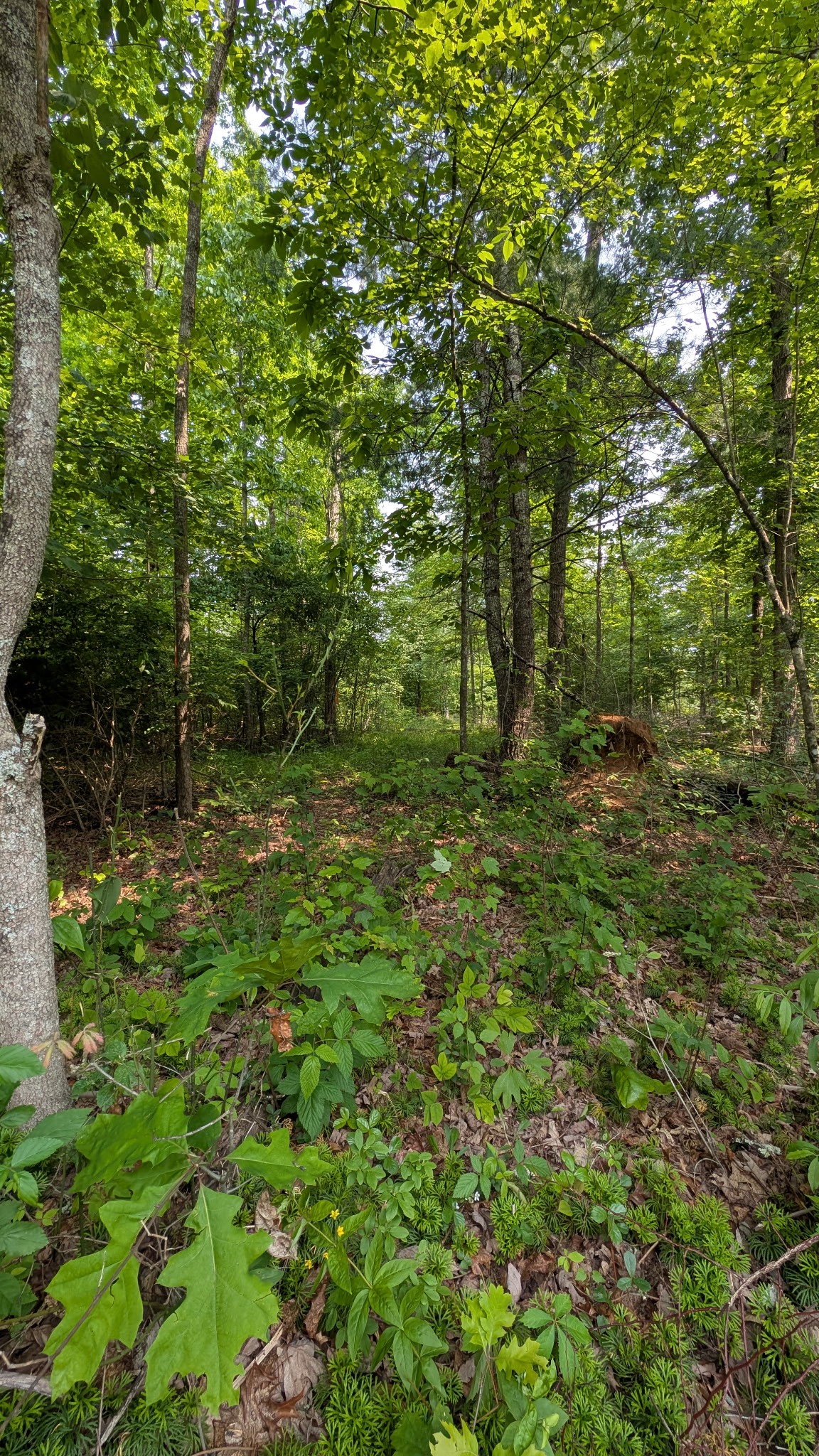 6152 Tomahawk Dr Property Photo 3