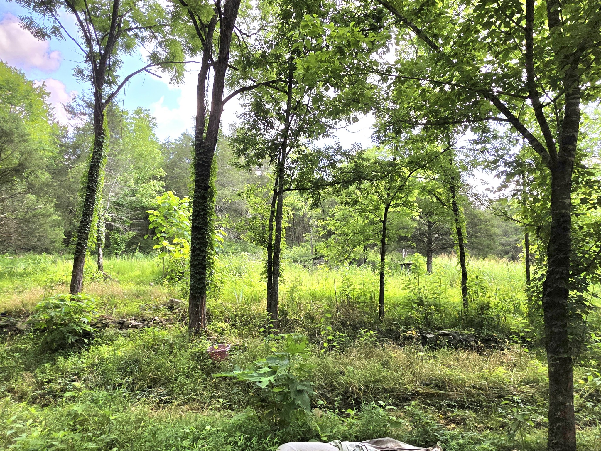 441 Pumpkin Hollow Rd Property Photo 3