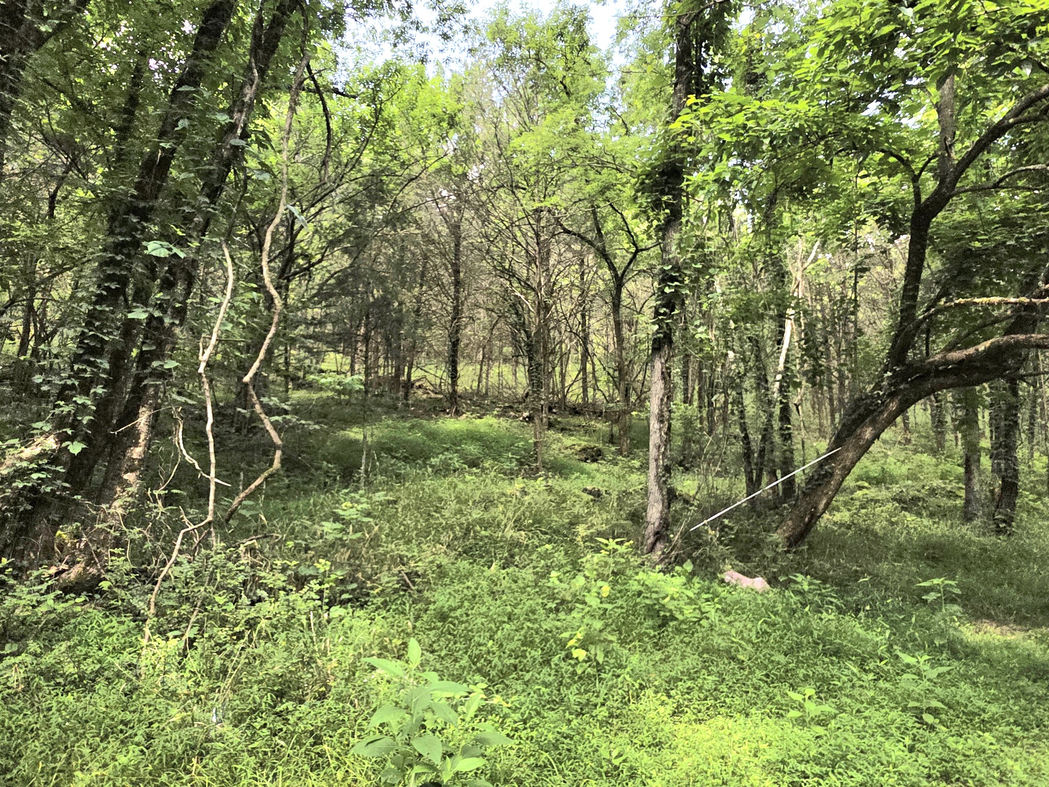 441 Pumpkin Hollow Rd Property Photo 26