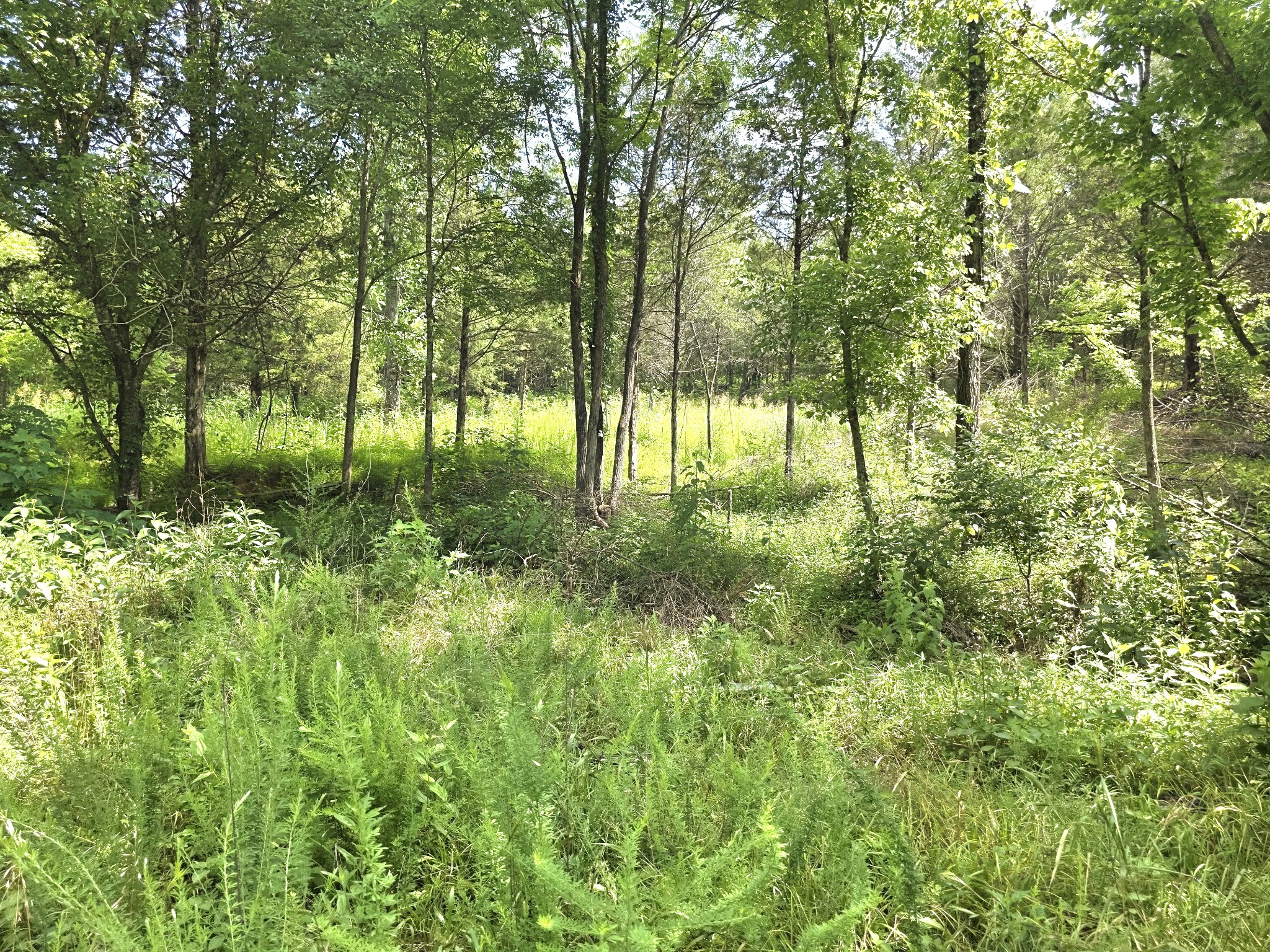 441 Pumpkin Hollow Rd Property Photo 36