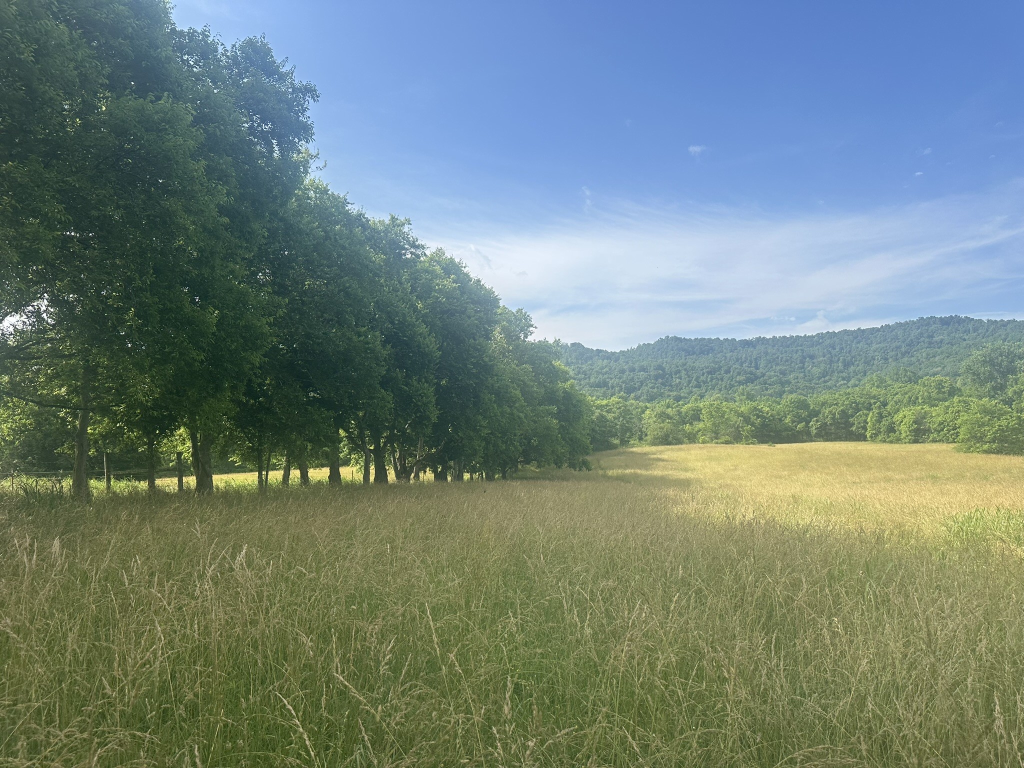 0 Cane Creek Road Property Photo 1
