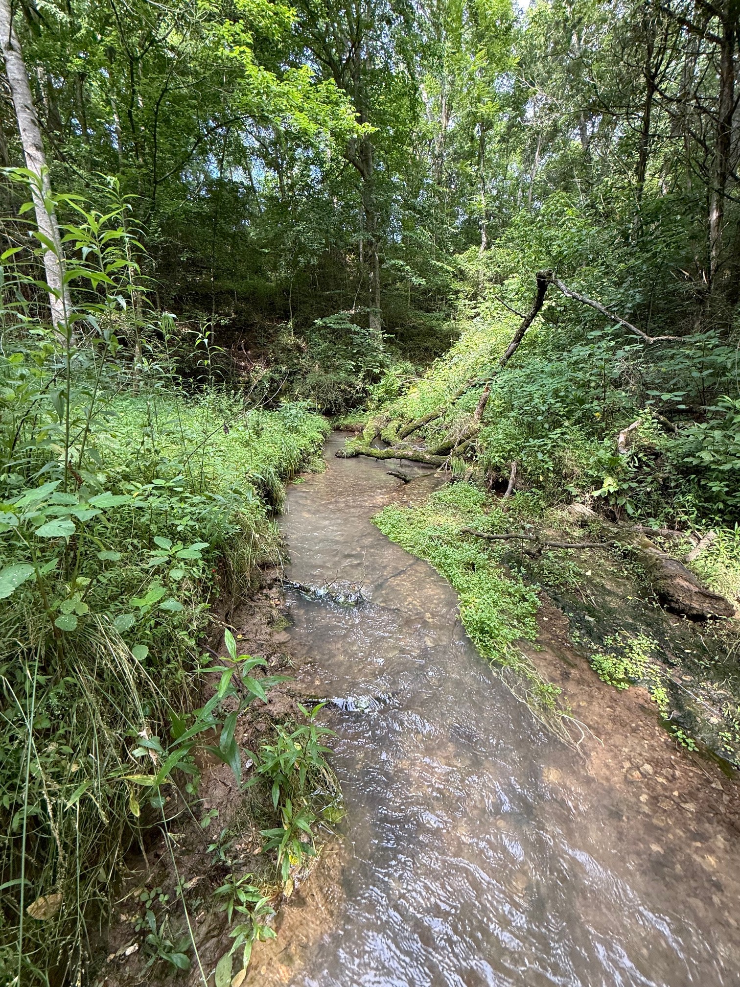 0 Cane Creek Road Property Photo 1
