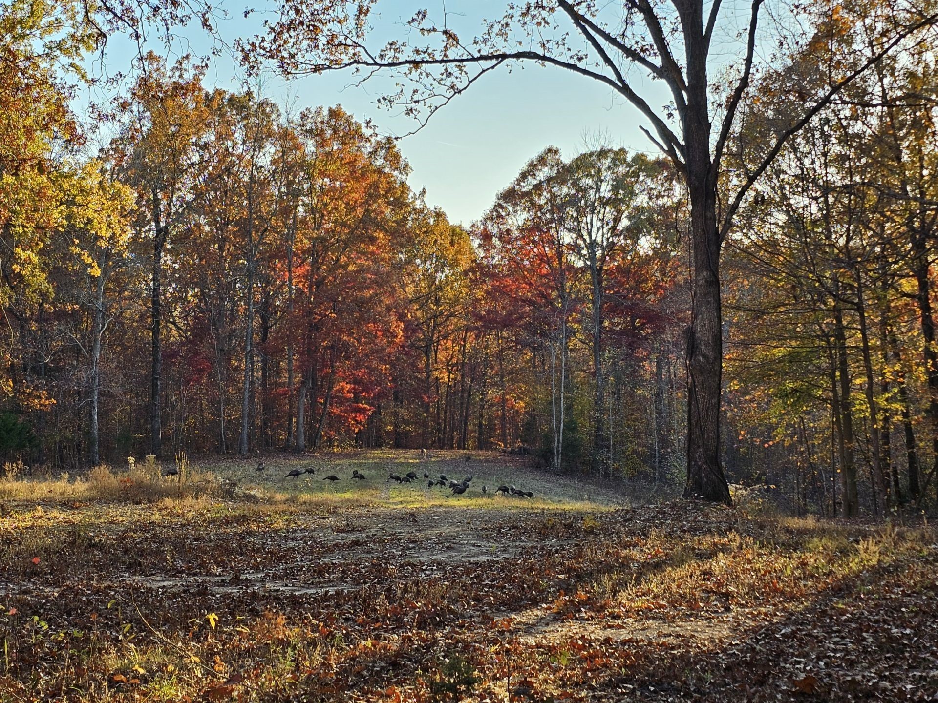 0 Baggett Hollow Property Photo 9
