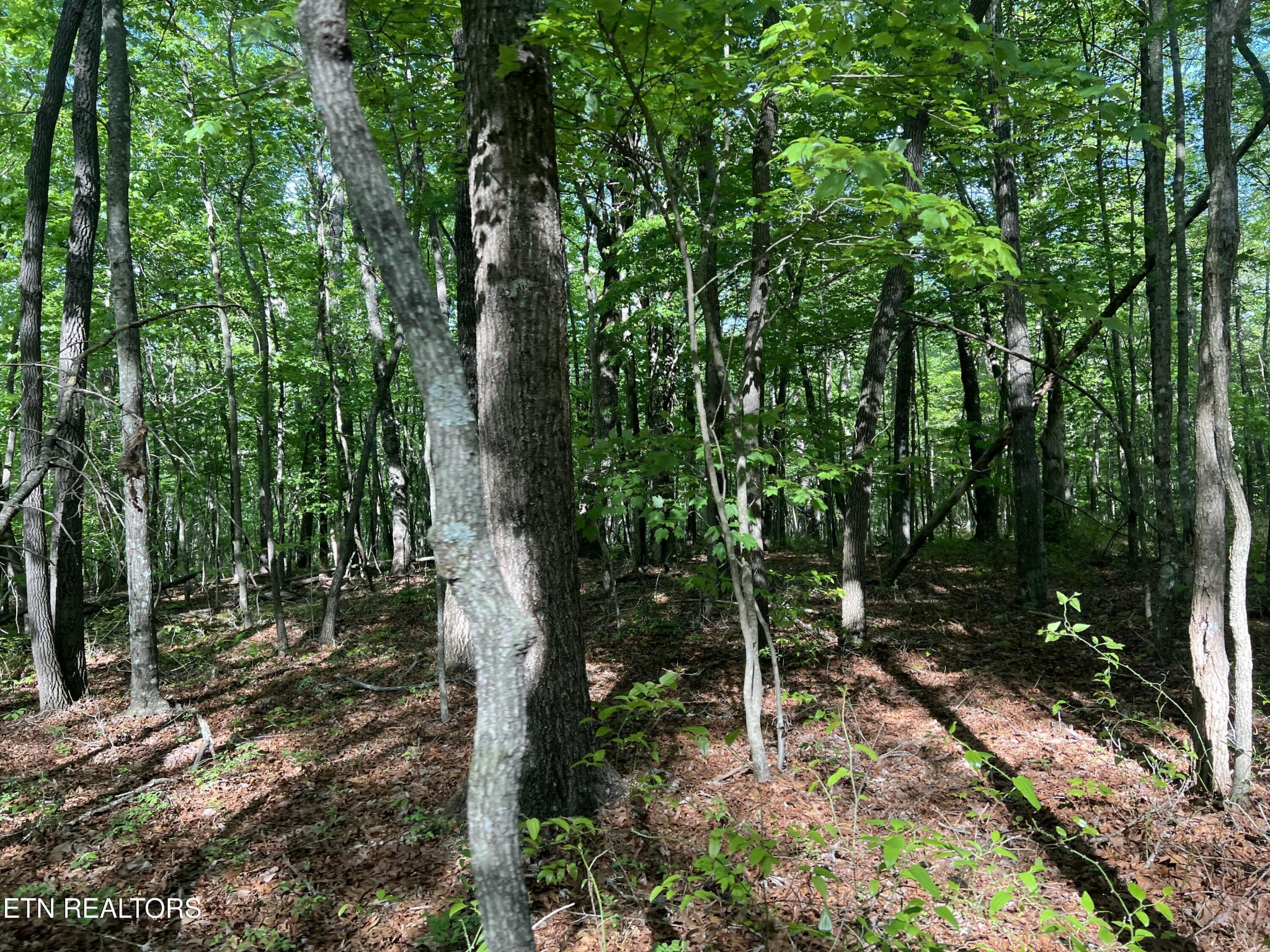 328 Peavine Firetower Rd Property Photo 4