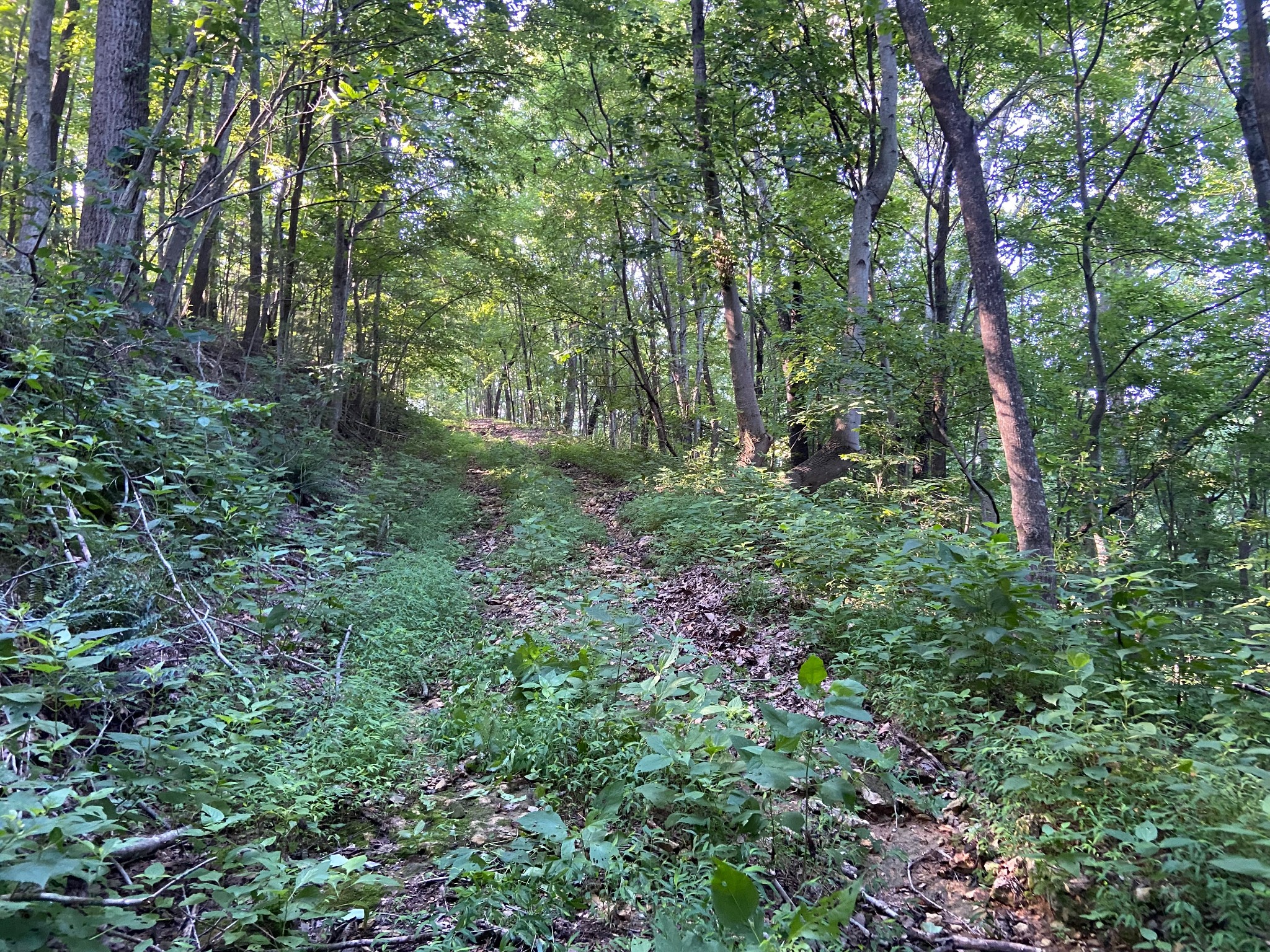 3147 Dale Ridge Rd Property Photo 3