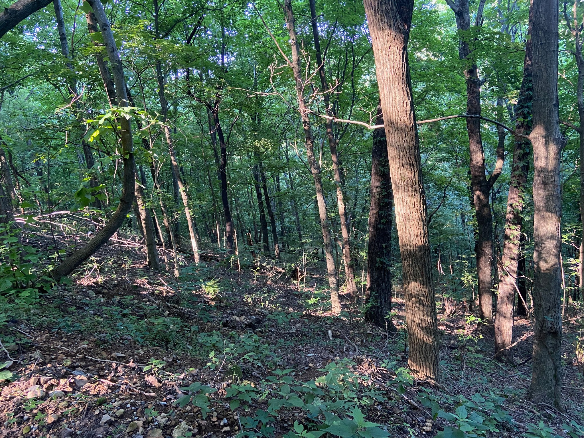 3147 Dale Ridge Rd Property Photo 4