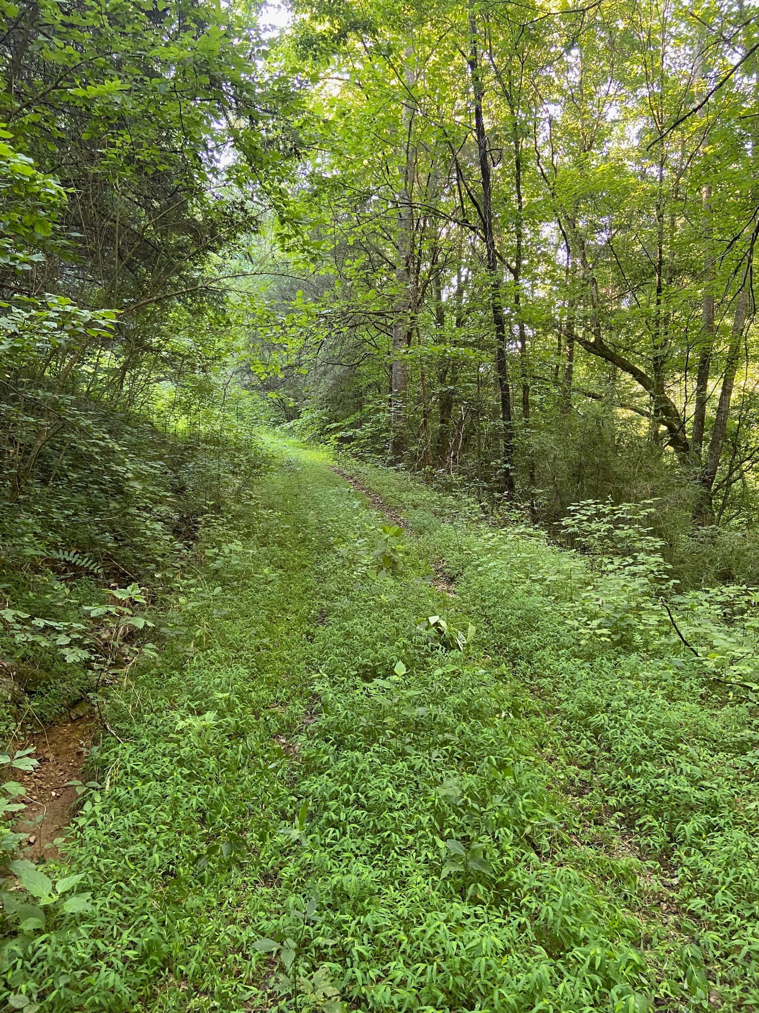 3147 Dale Ridge Rd Property Photo 8