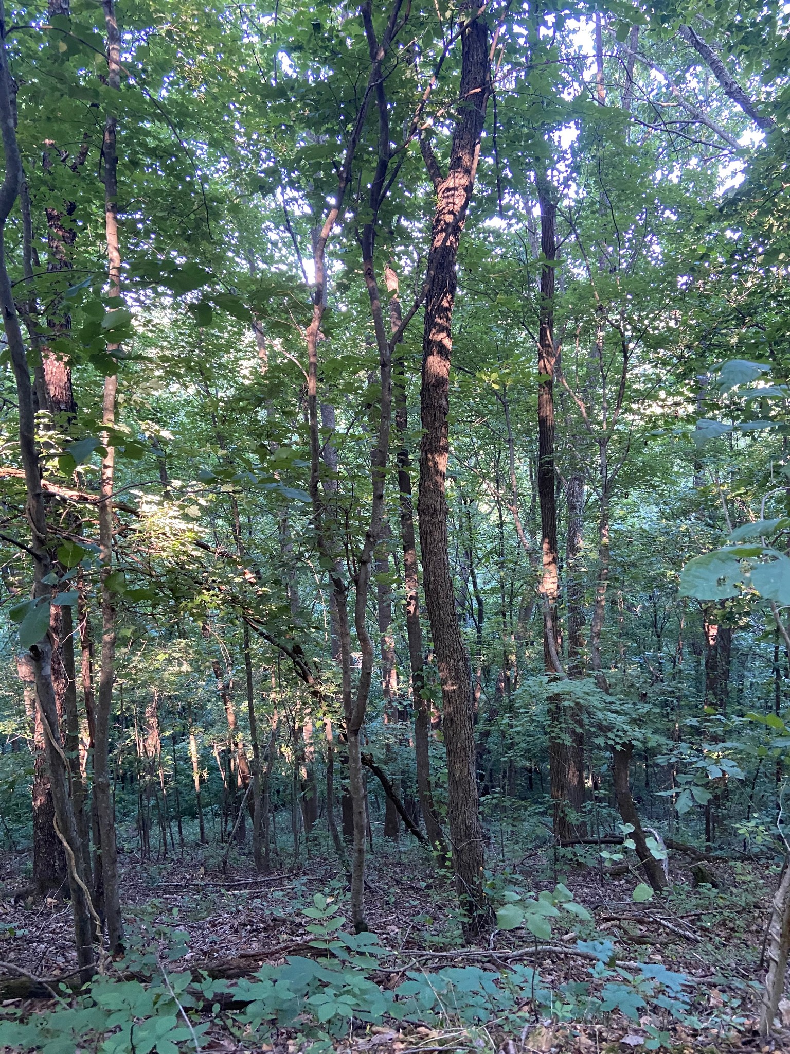 3147 Dale Ridge Rd Property Photo 11