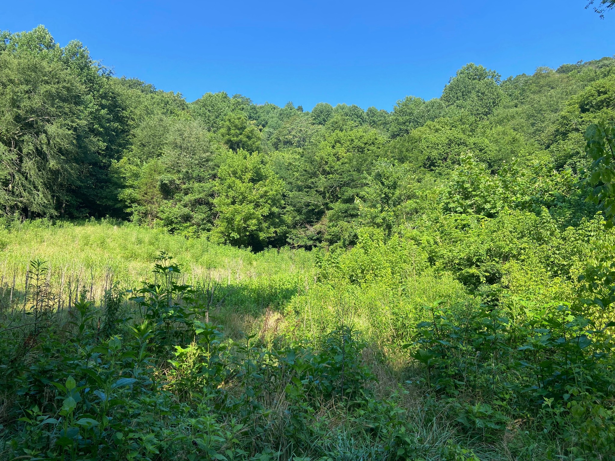 3147 Dale Ridge Rd Property Photo 15