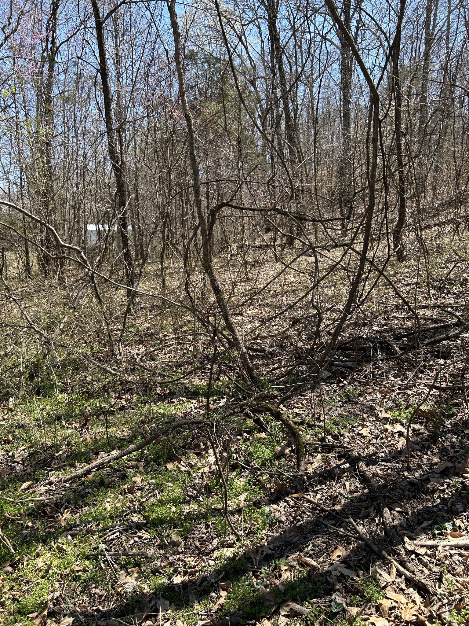 820 Lucas Rd Property Photo 6
