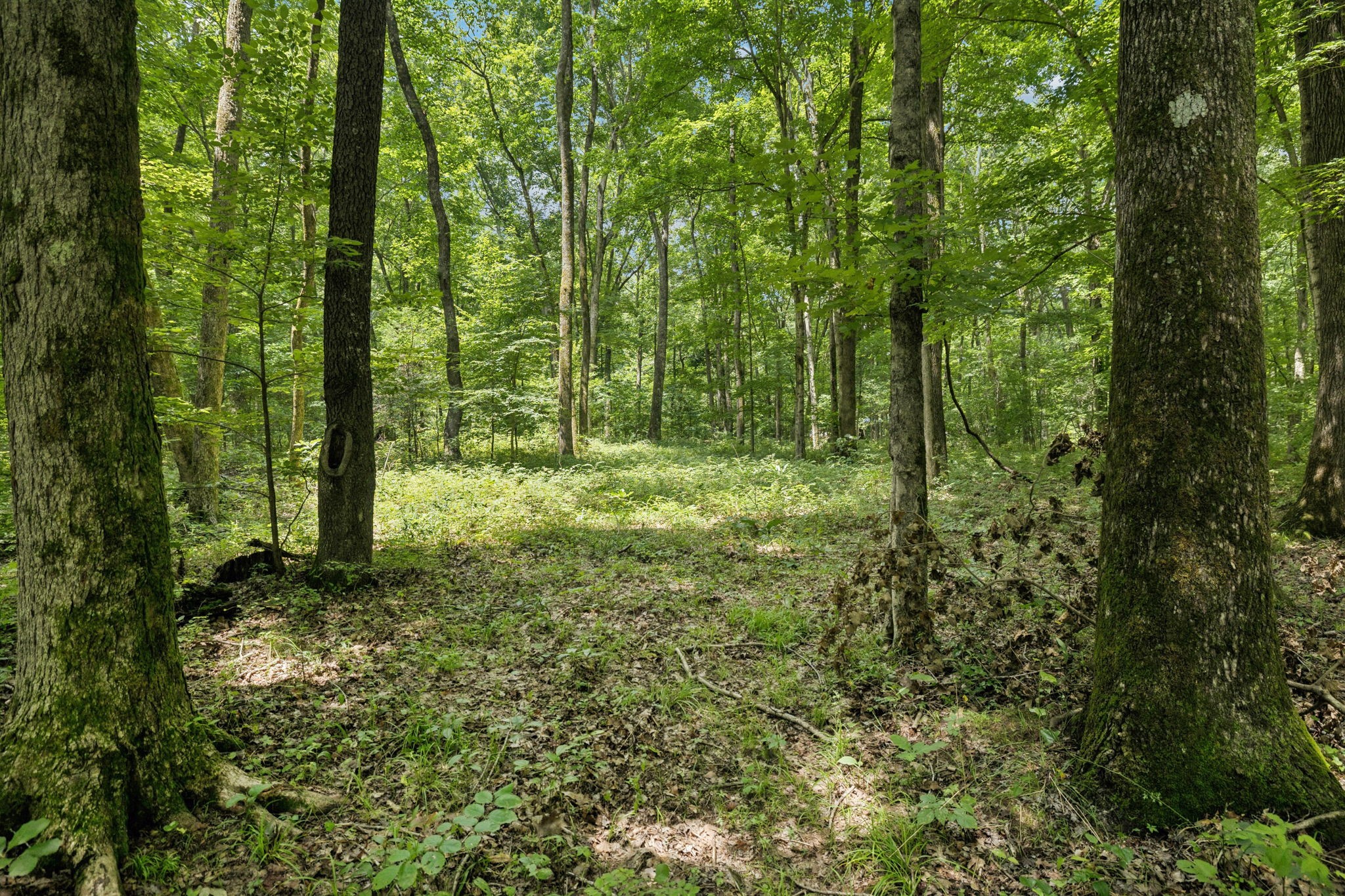 0 Deer Creek Rd Property Photo 11