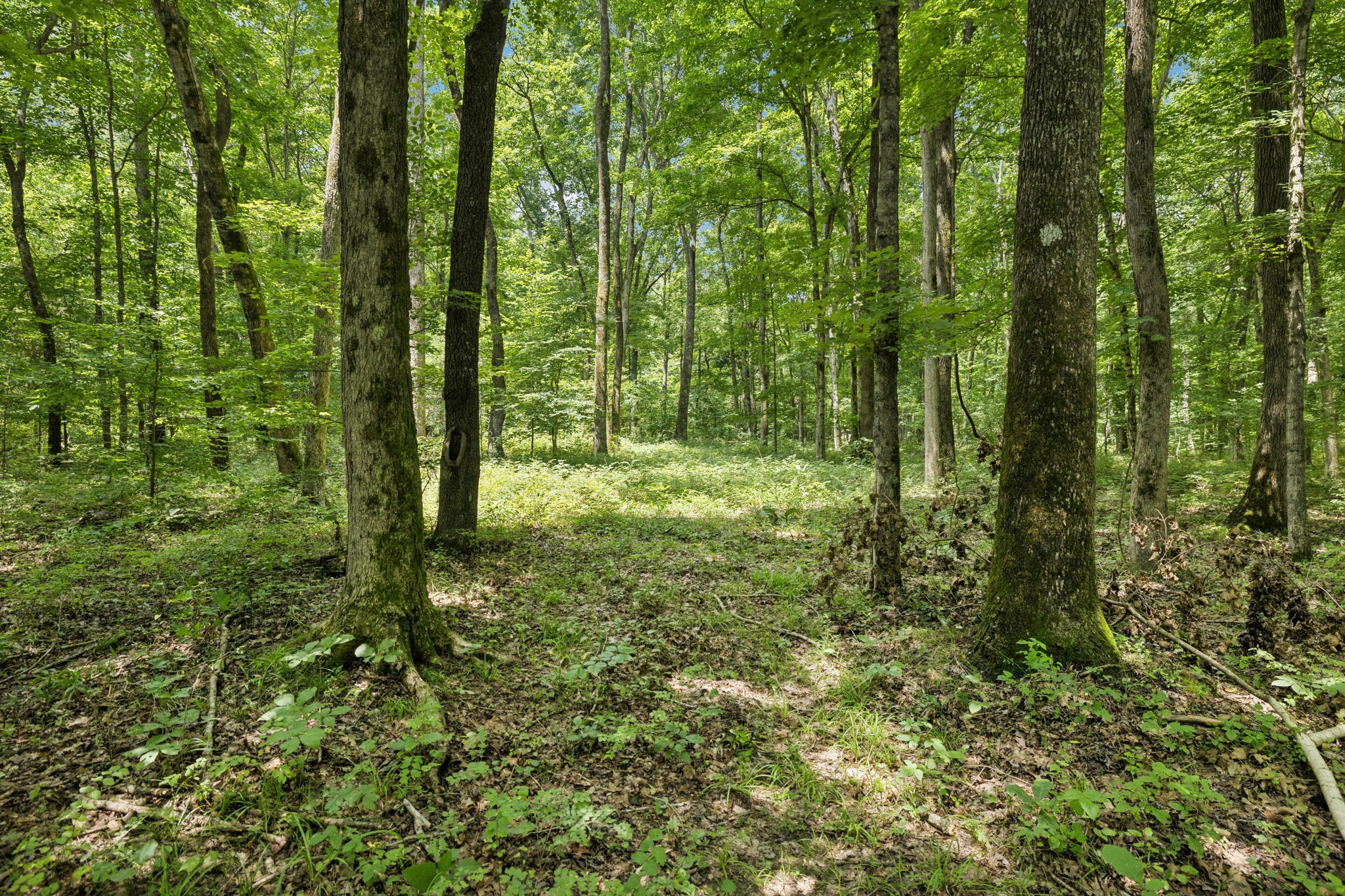 0 Deer Creek Rd Property Photo 16