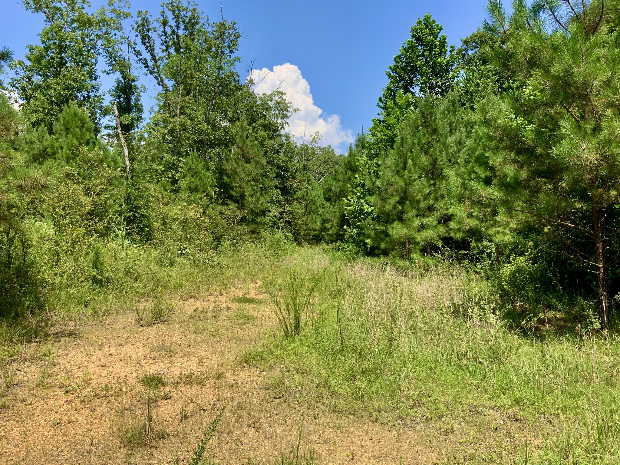 0 Bear Creek Road Property Photo 12