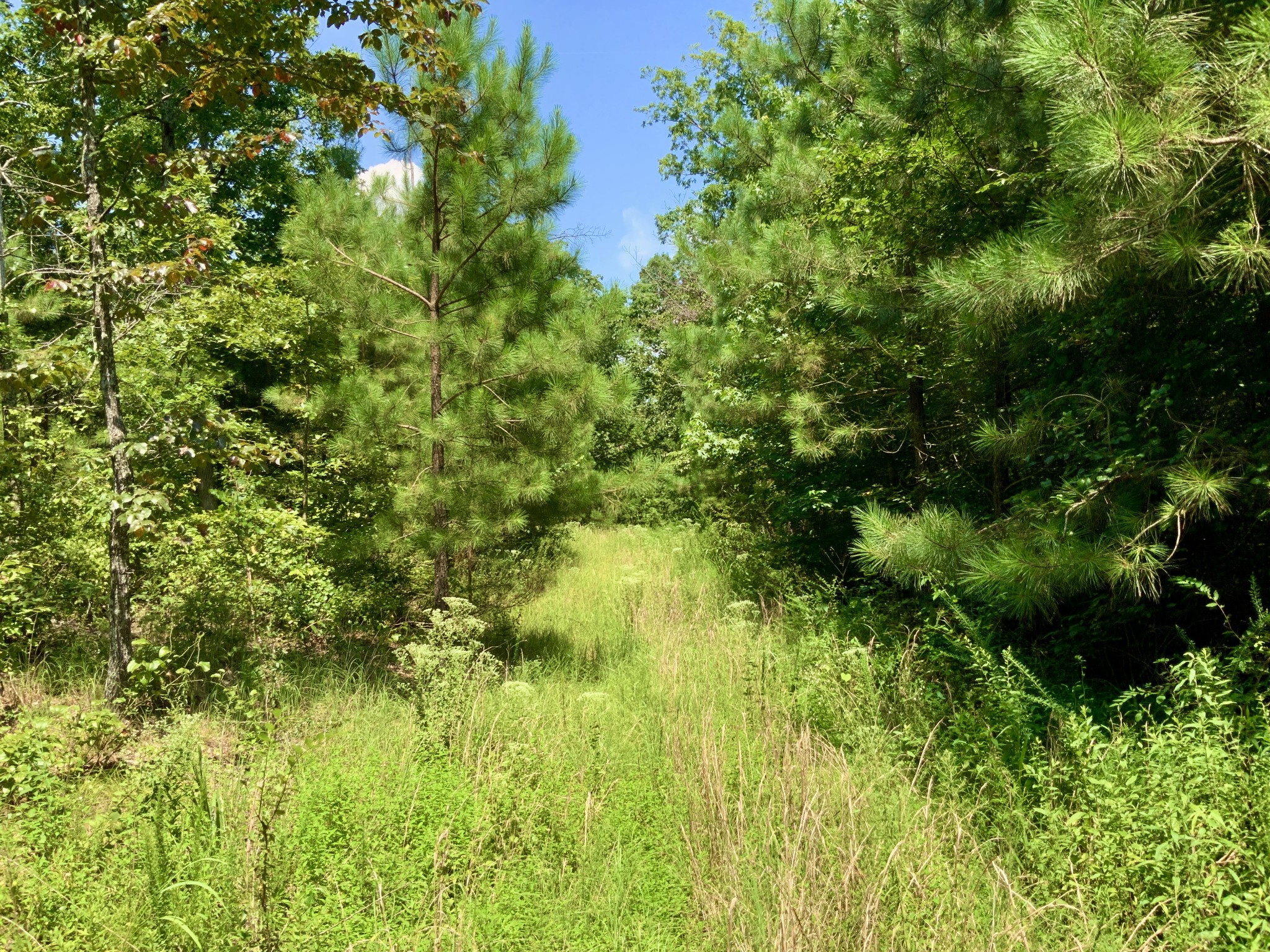 0 Bear Creek Road Property Photo 13