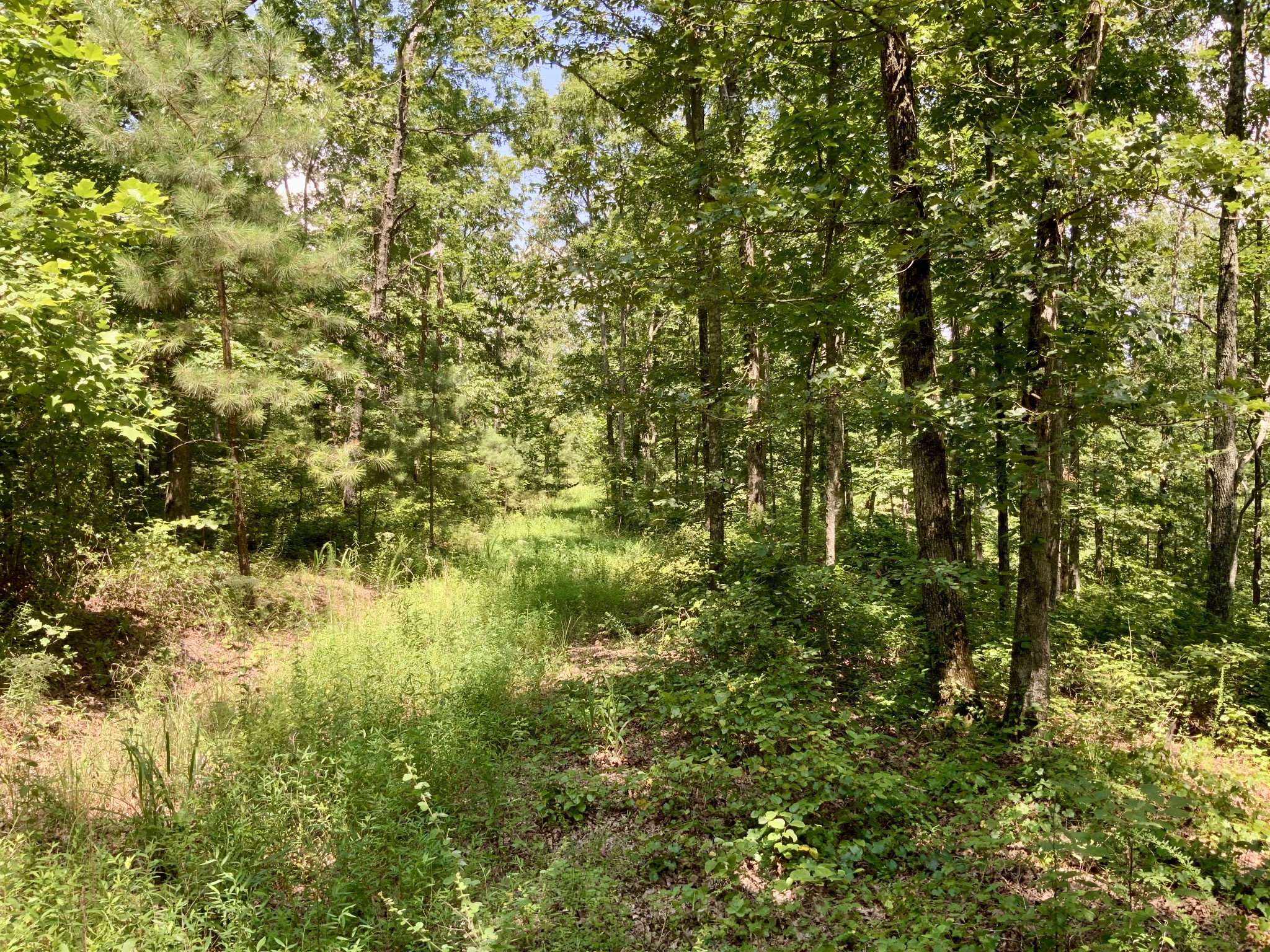 0 Bear Creek Road Property Photo 16