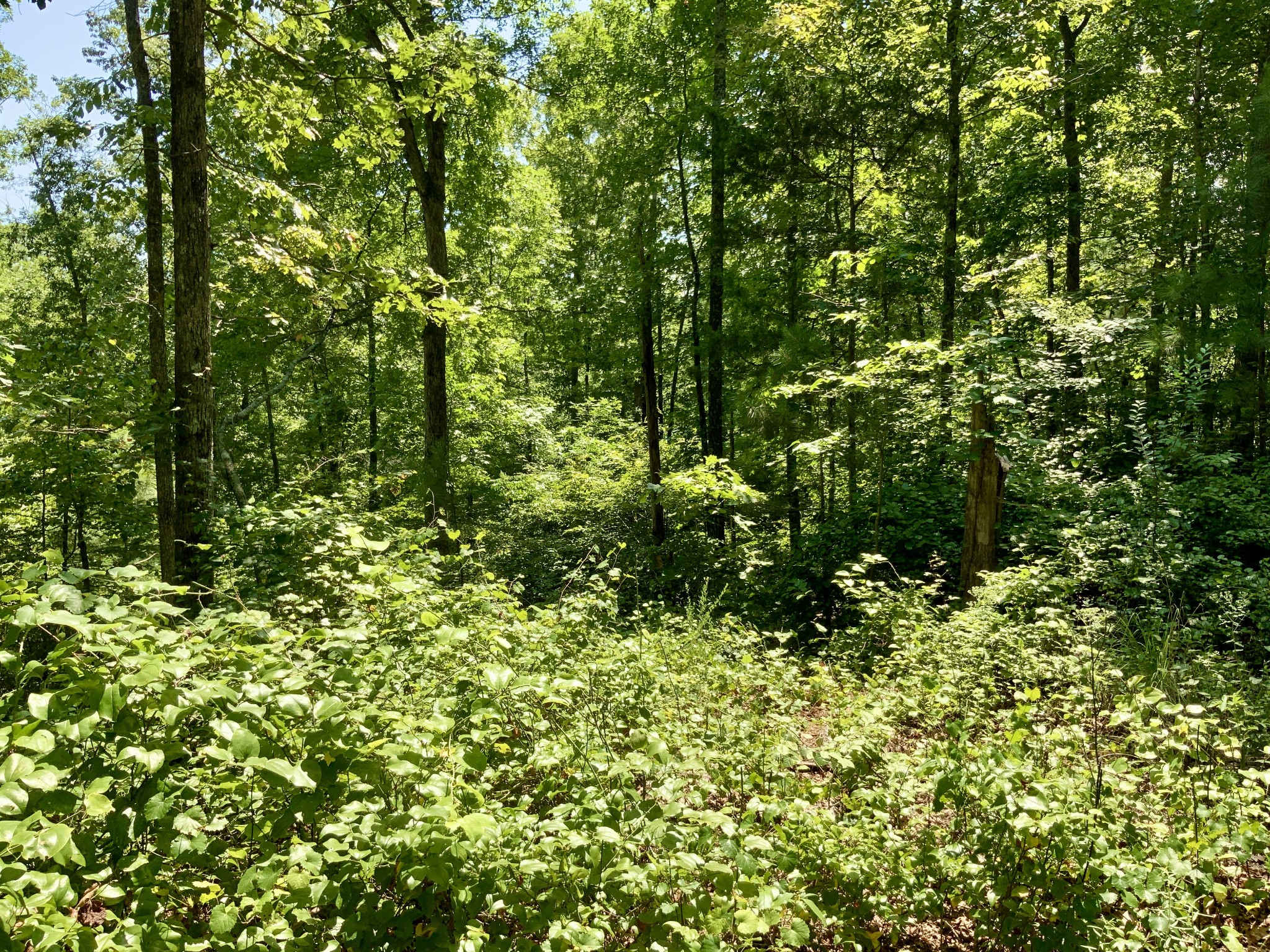 0 Bear Creek Road Property Photo 17
