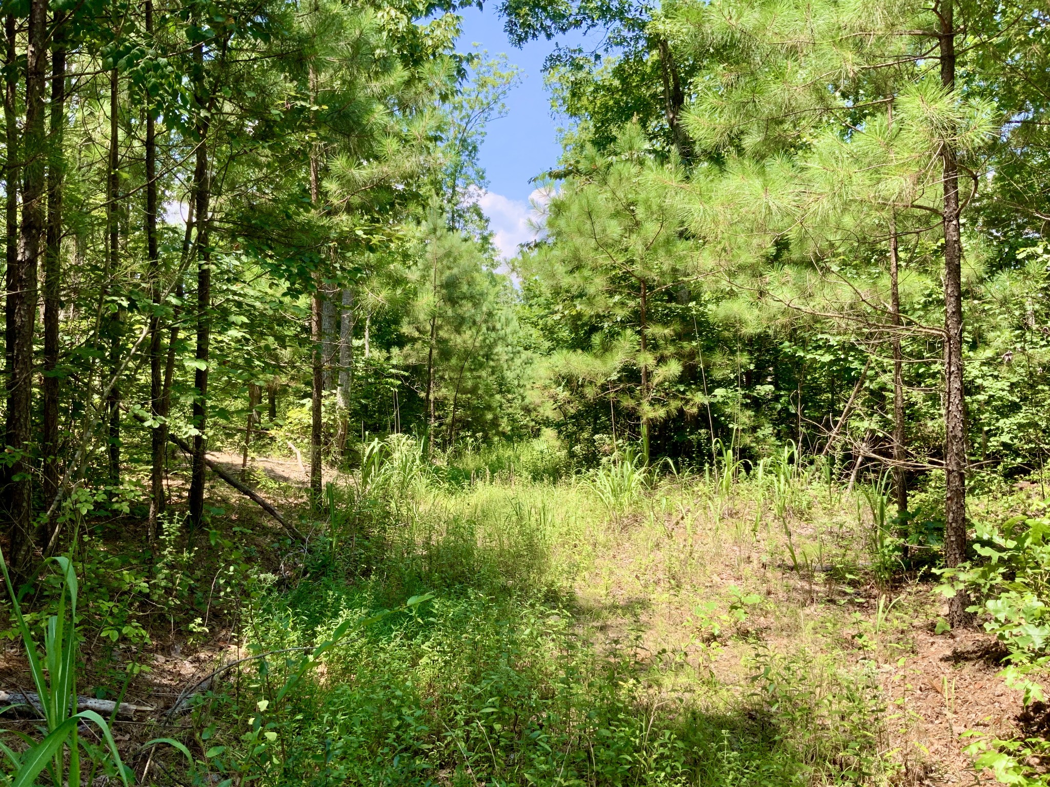 0 Bear Creek Road Property Photo 18