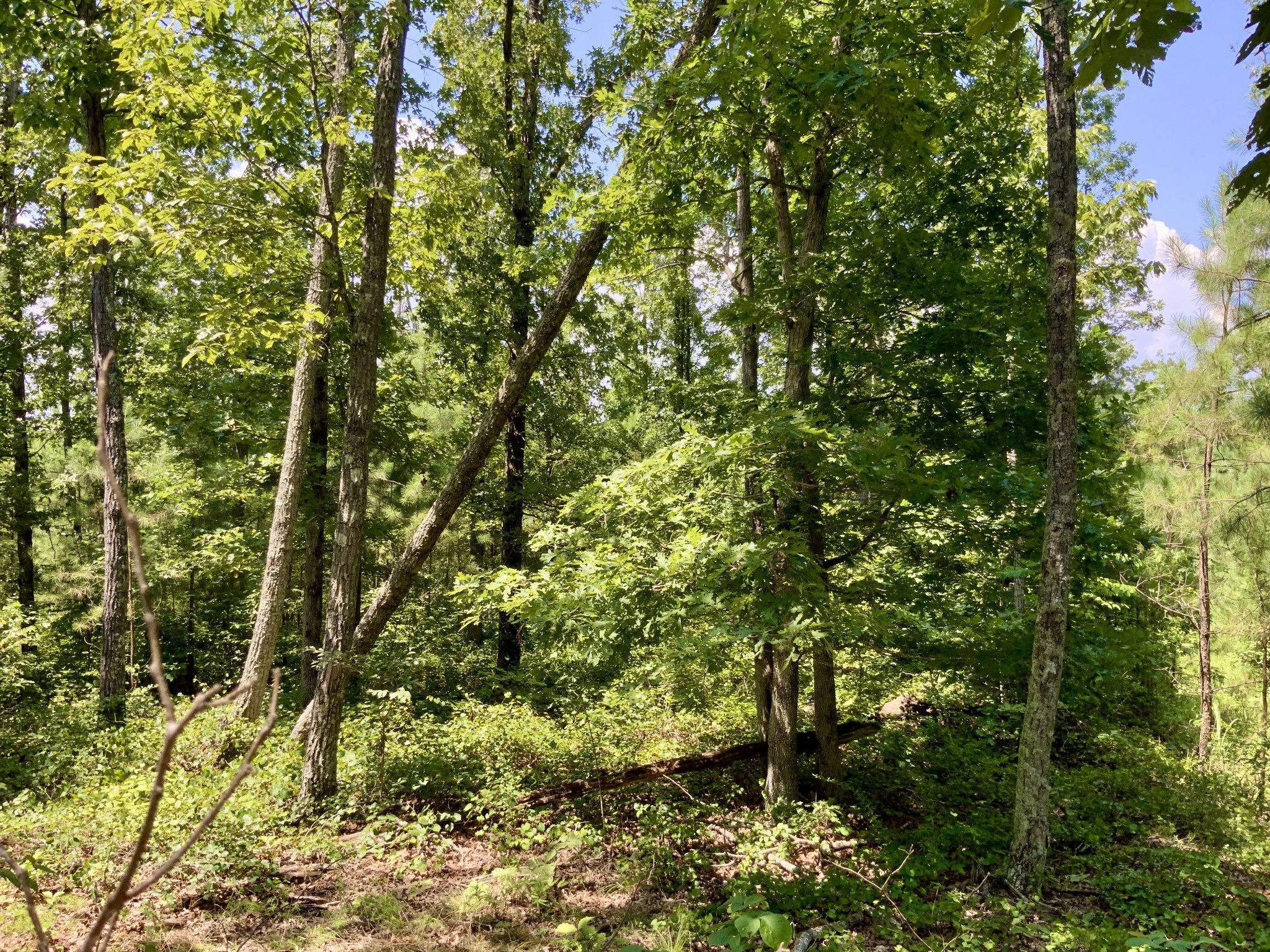 0 Bear Creek Road Property Photo 19