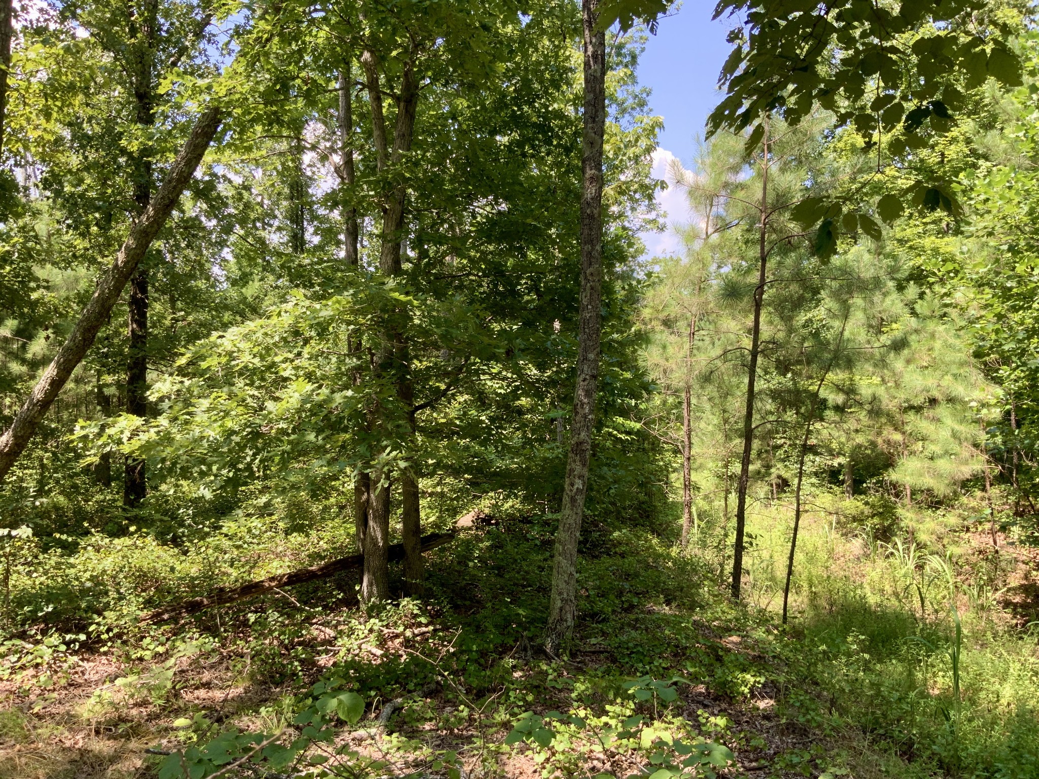 0 Bear Creek Road Property Photo 20