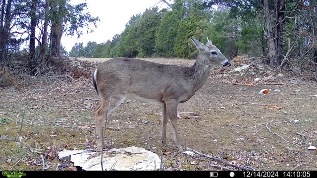 7665 Shelbyville Pike Property Photo 52