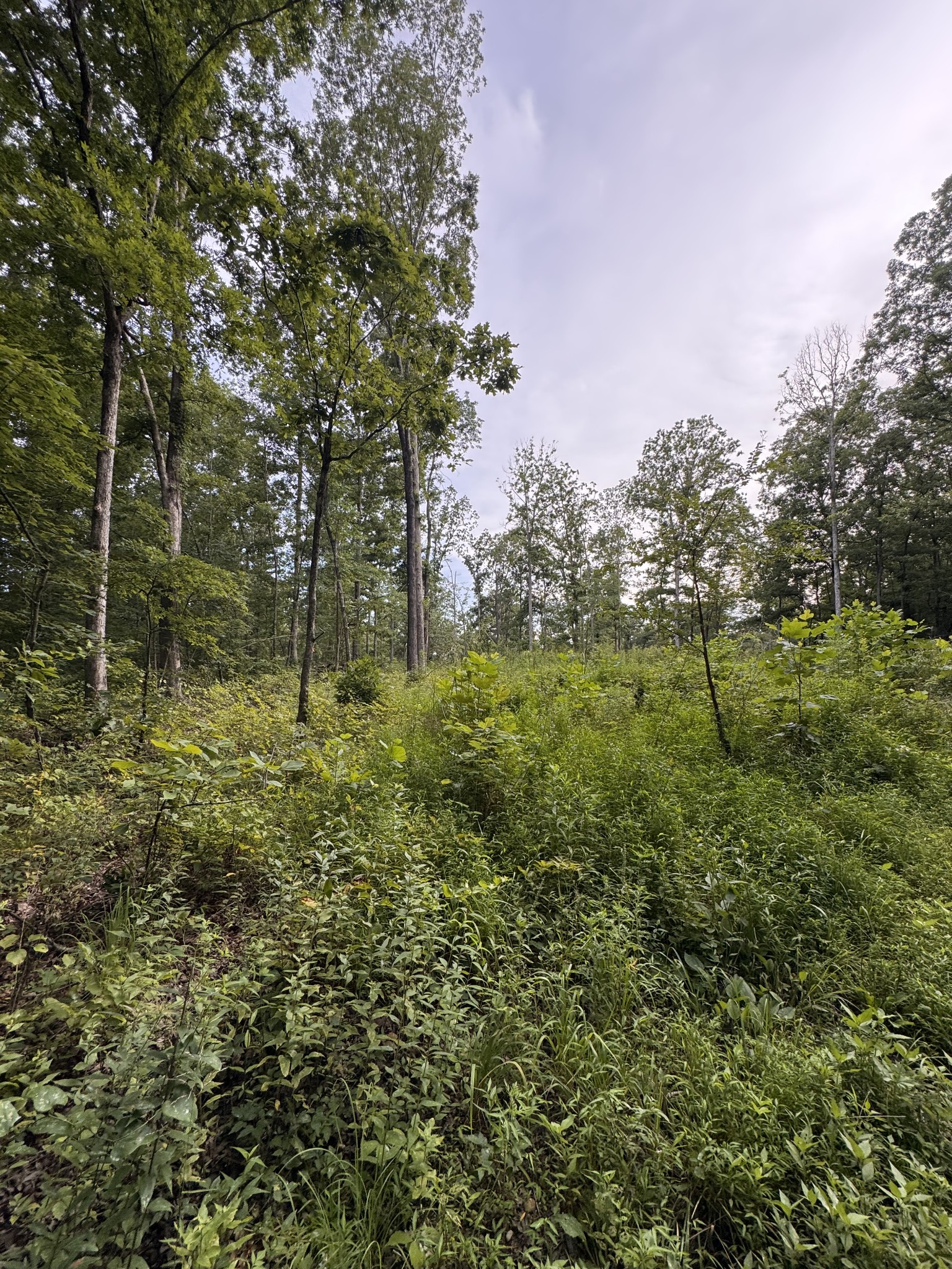 0 Old Lockhart Rd Property Photo 2