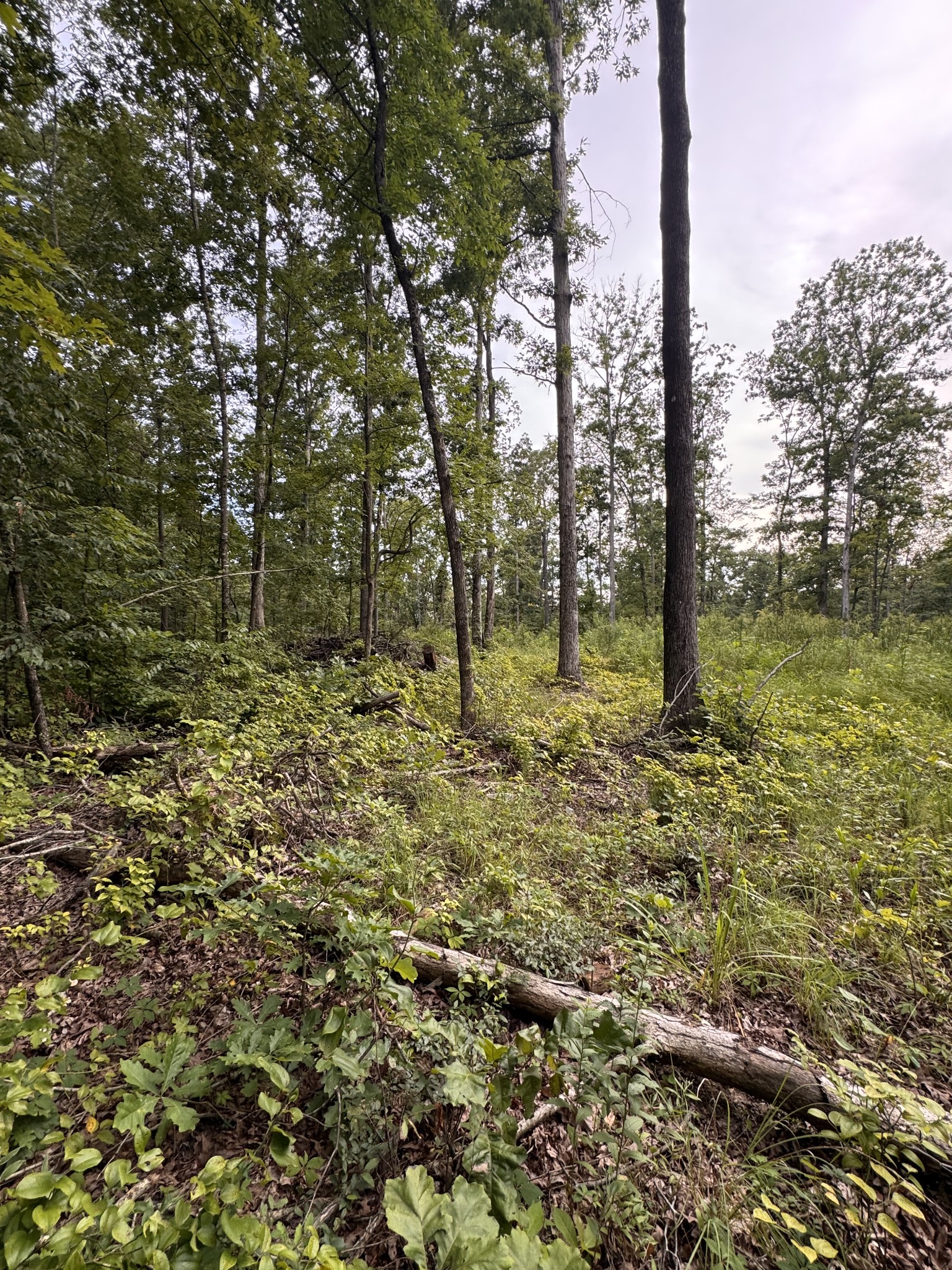 0 Old Lockhart Rd Property Photo 3