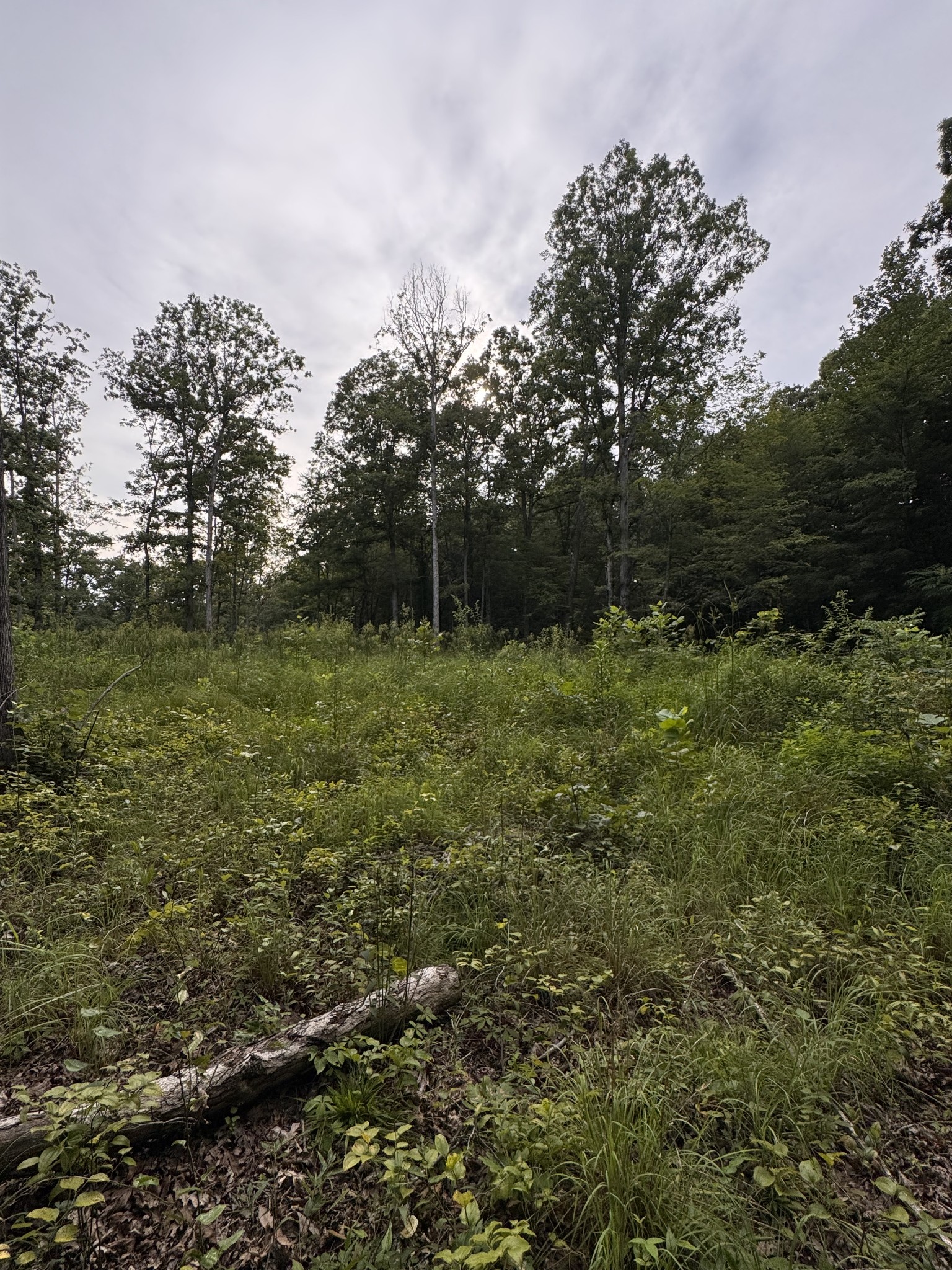 0 Old Lockhart Rd Property Photo 4