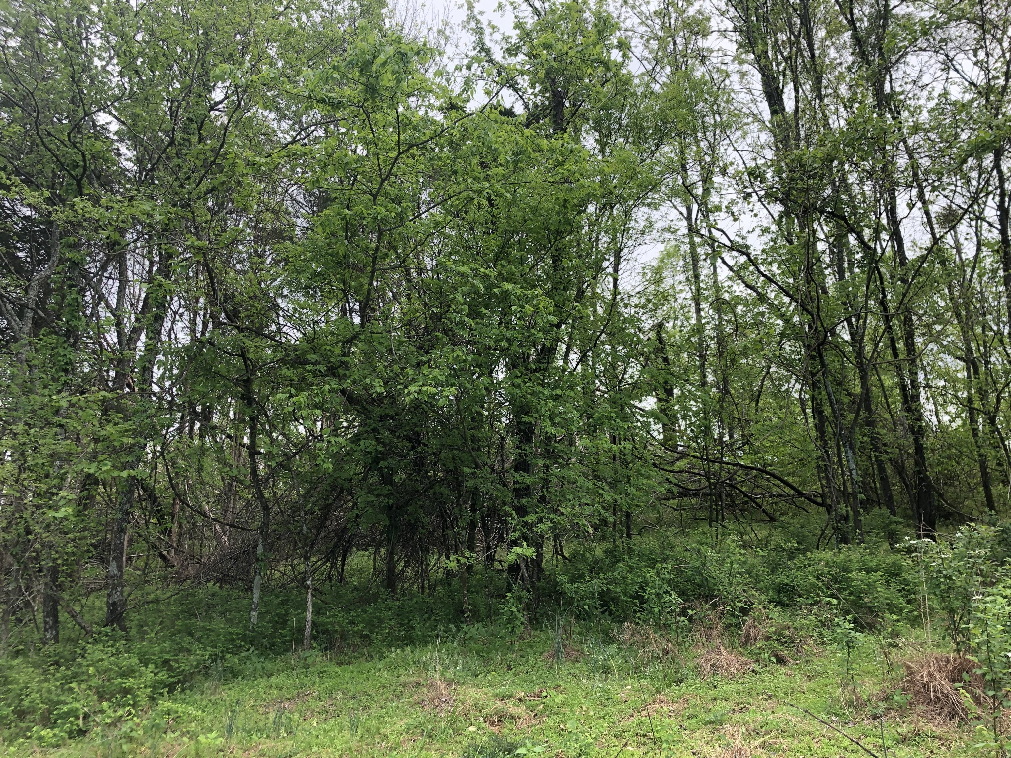 0 Old Highway 99 Property Photo 3