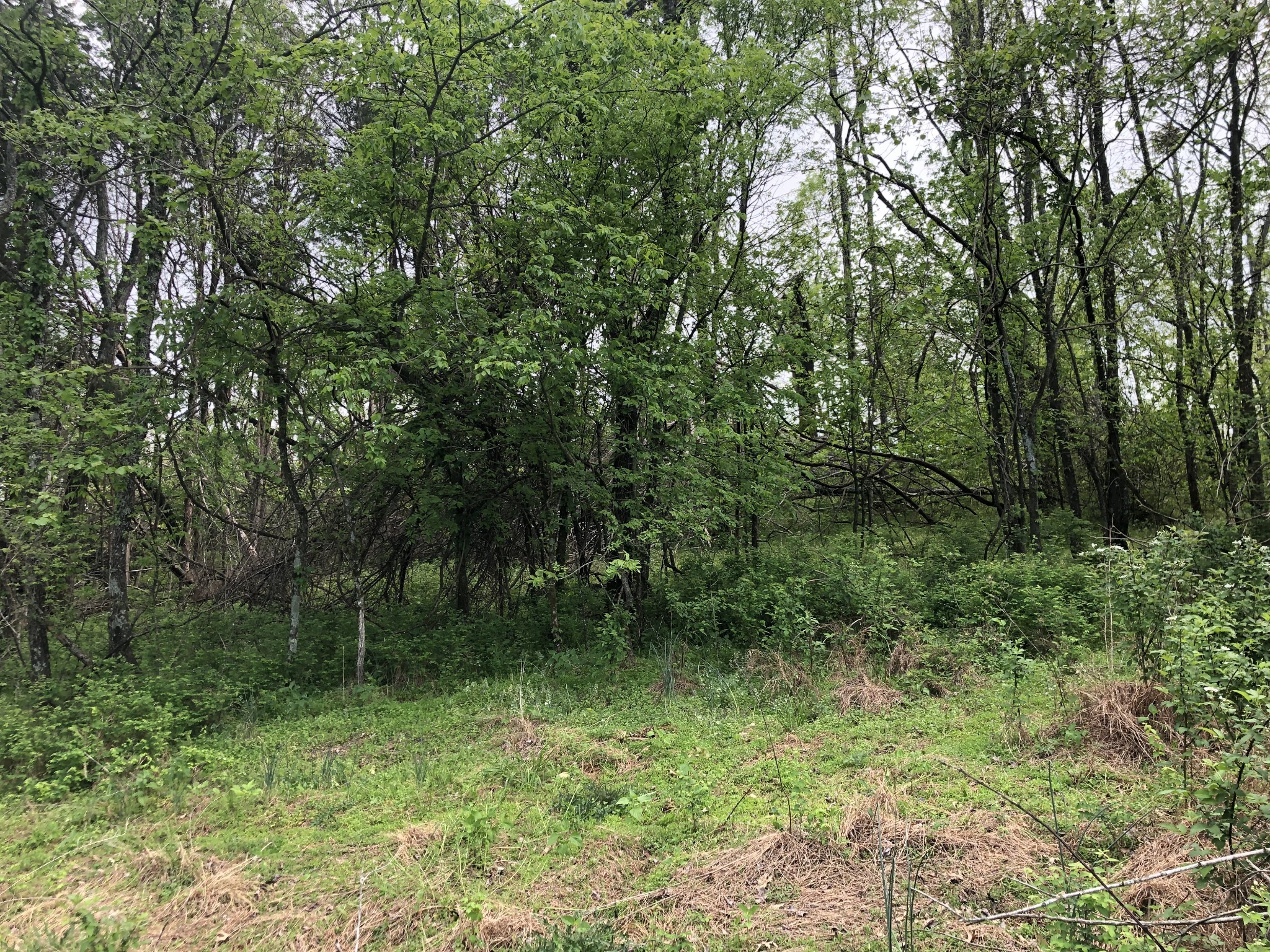 0 Old Highway 99 Property Photo 6