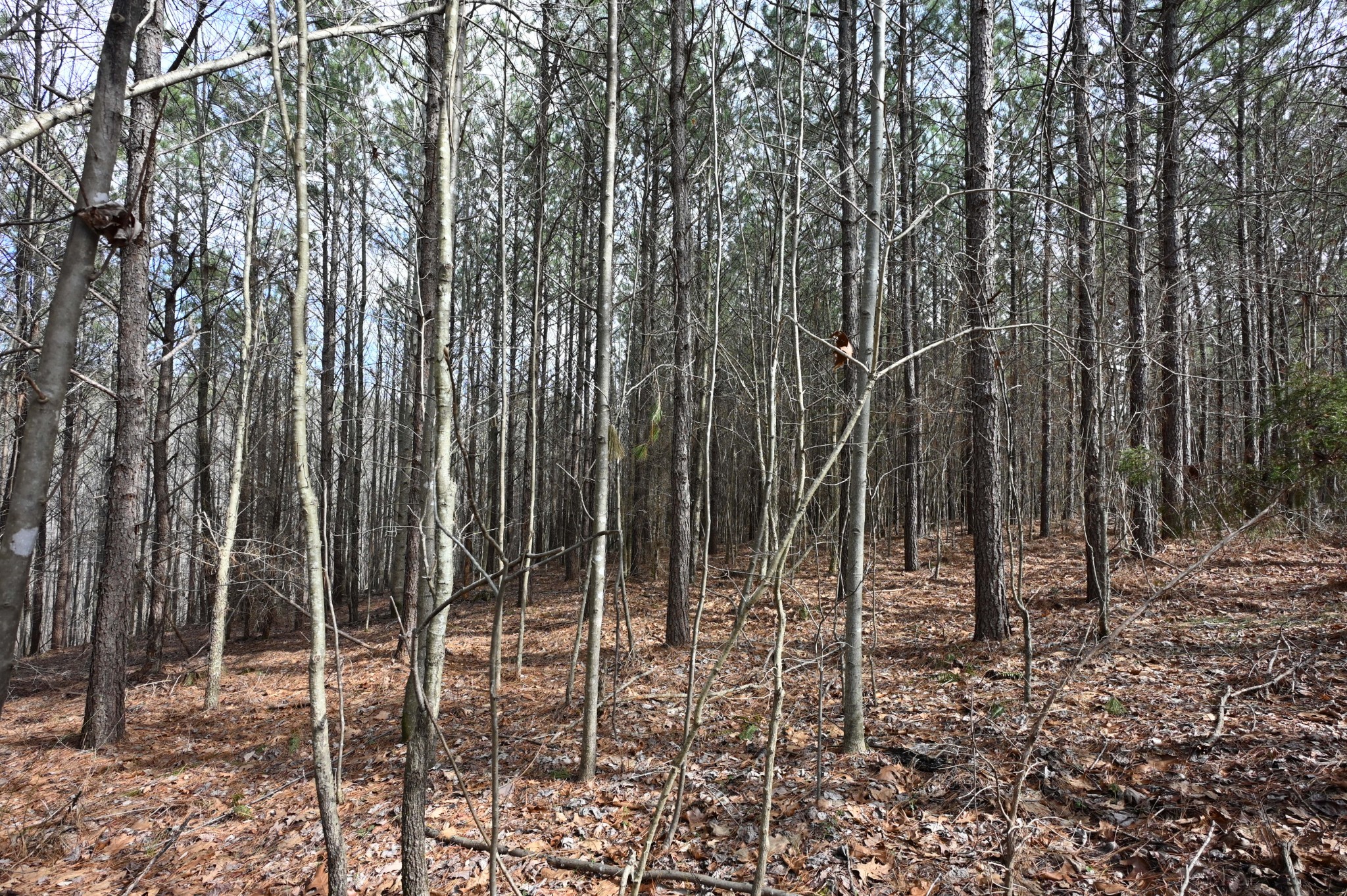 278 Bear Brook Way Property Photo 43