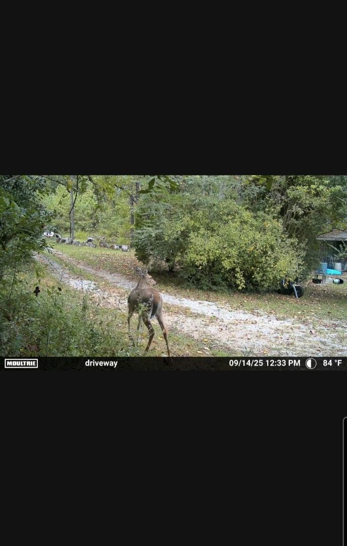 1150 Bell Hollow Rd Property Photo 28