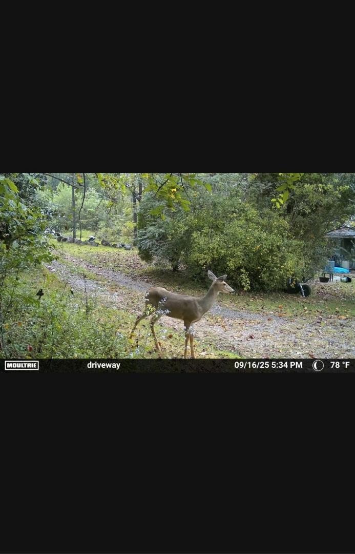 1150 Bell Hollow Rd Property Photo 29