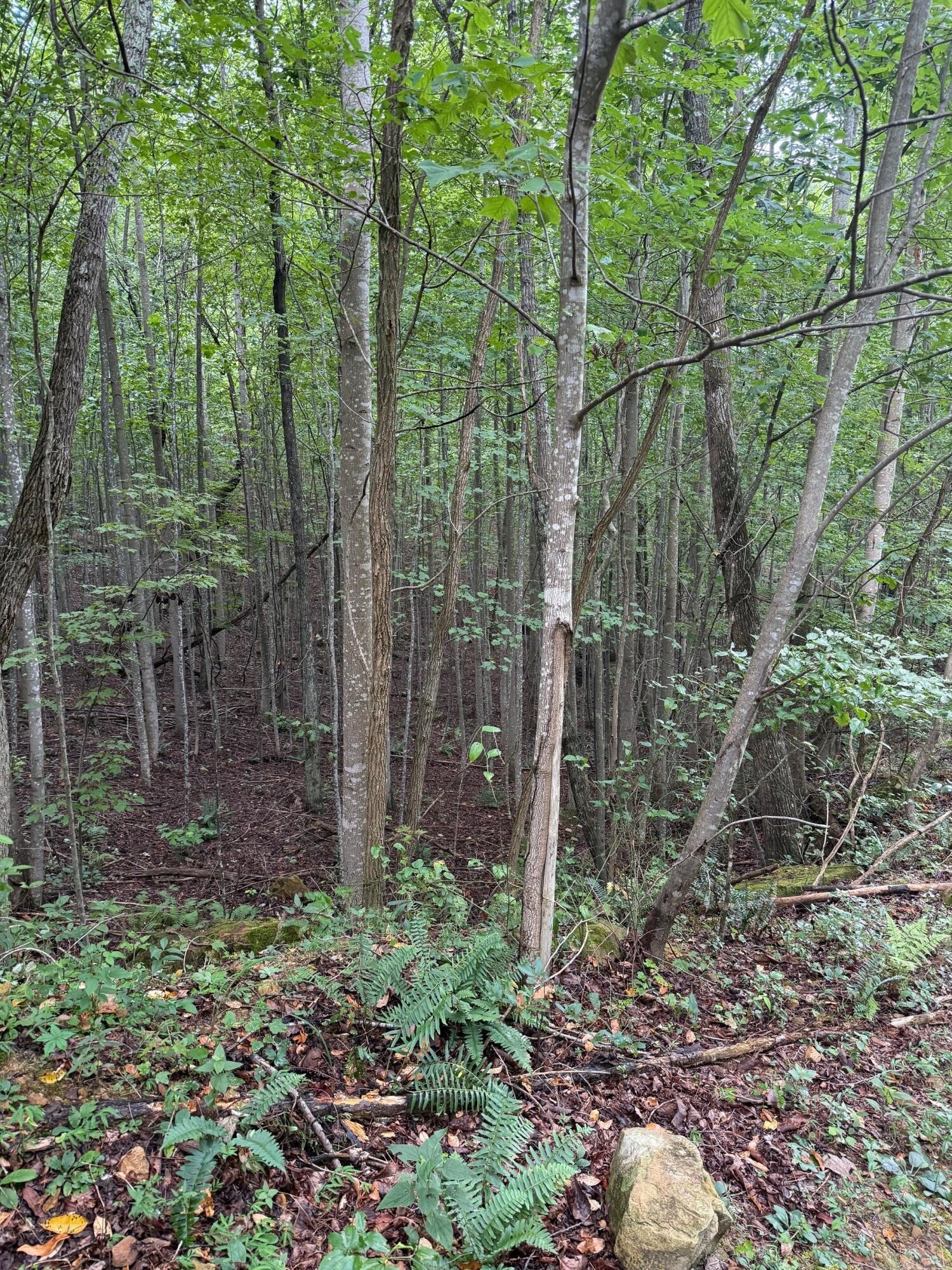 0 South Pittsburg Mountain Road Property Photo 21
