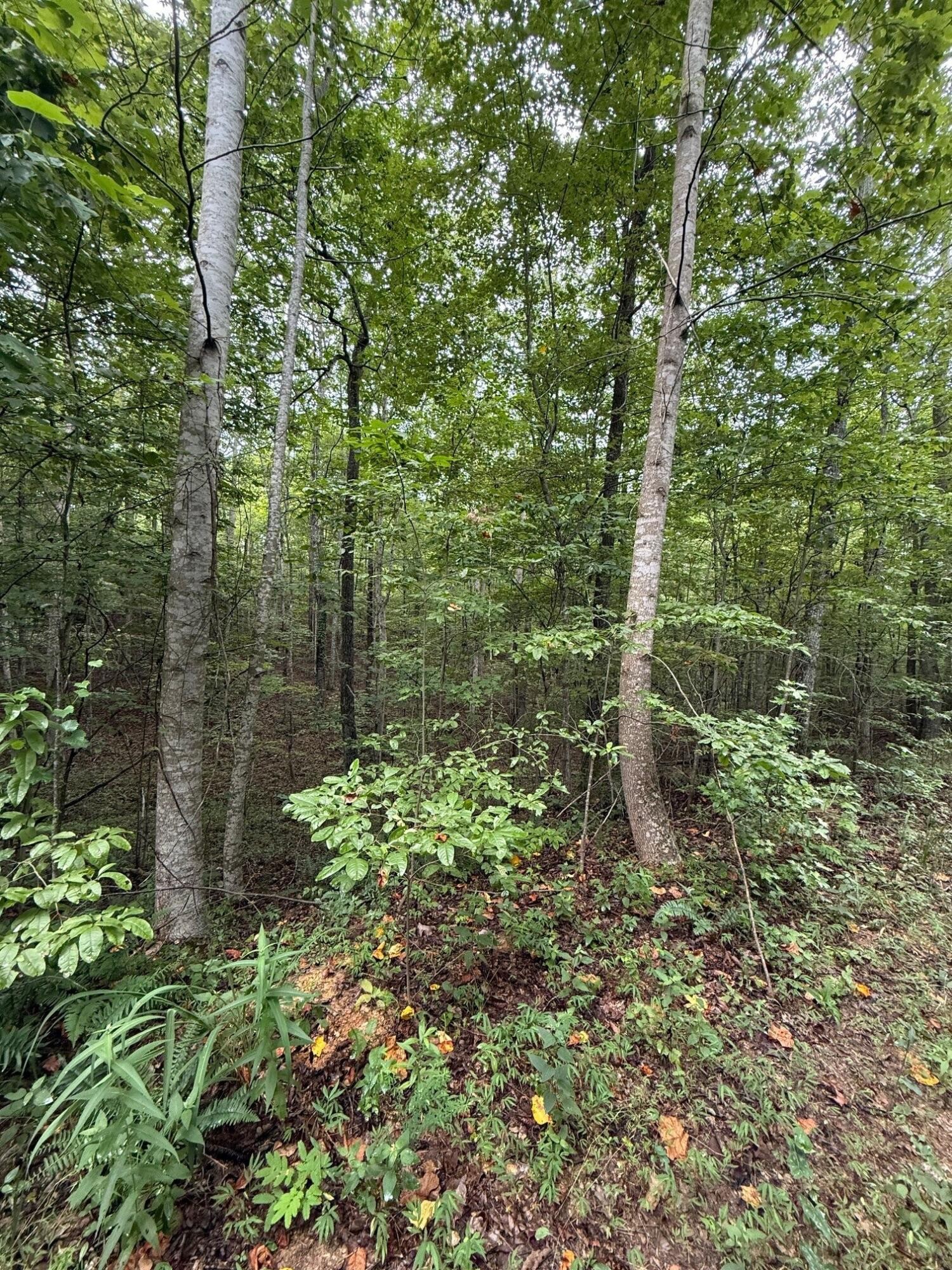 0 South Pittsburg Mountain Road Property Photo 23