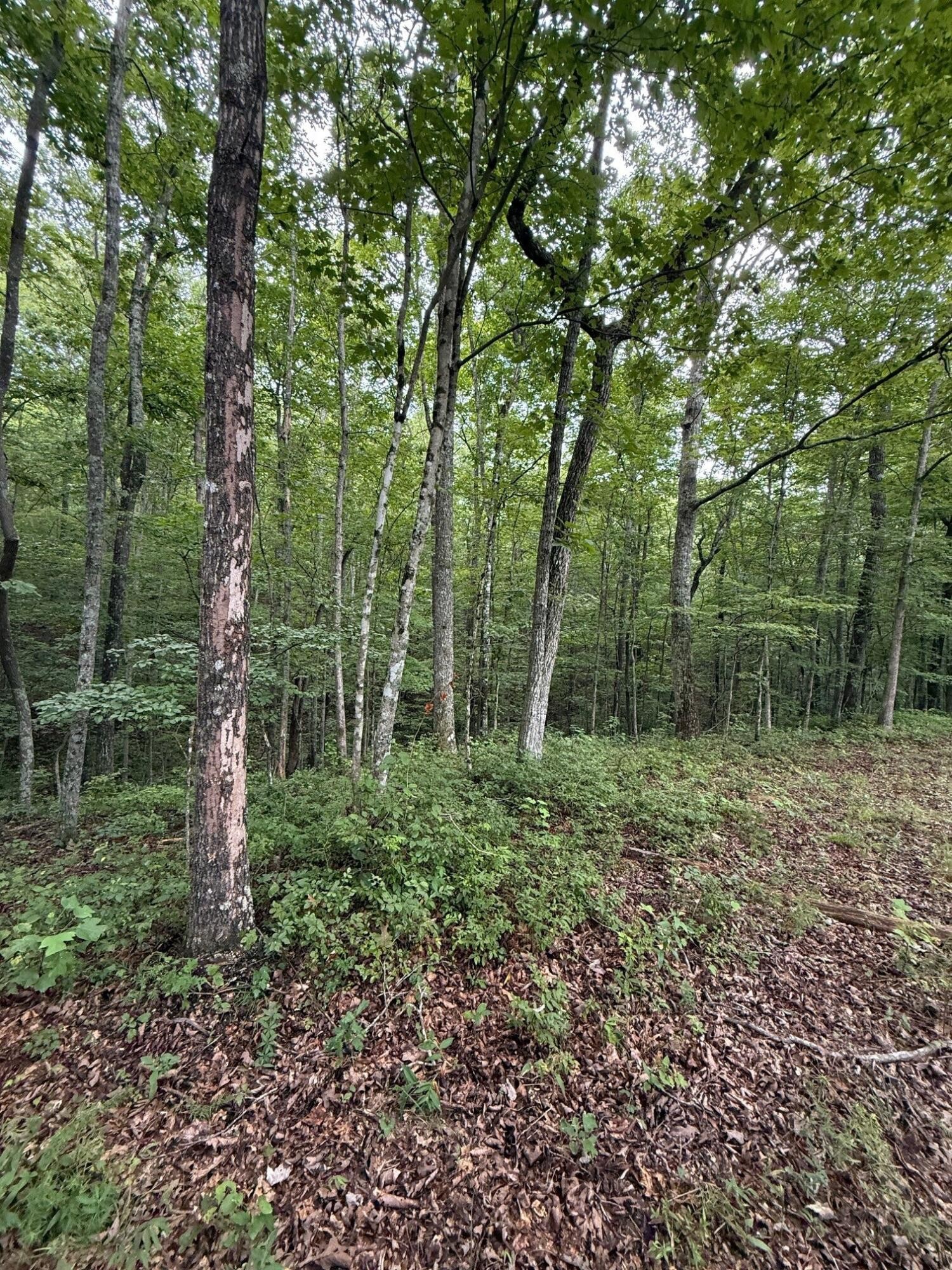 0 South Pittsburg Mountain Road Property Photo 26