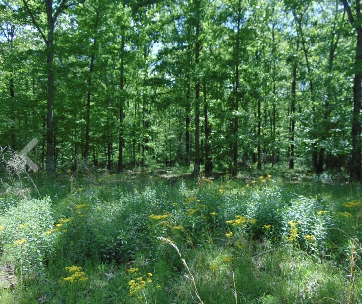 139 Lost Arrowhead Rd Property Photo 4