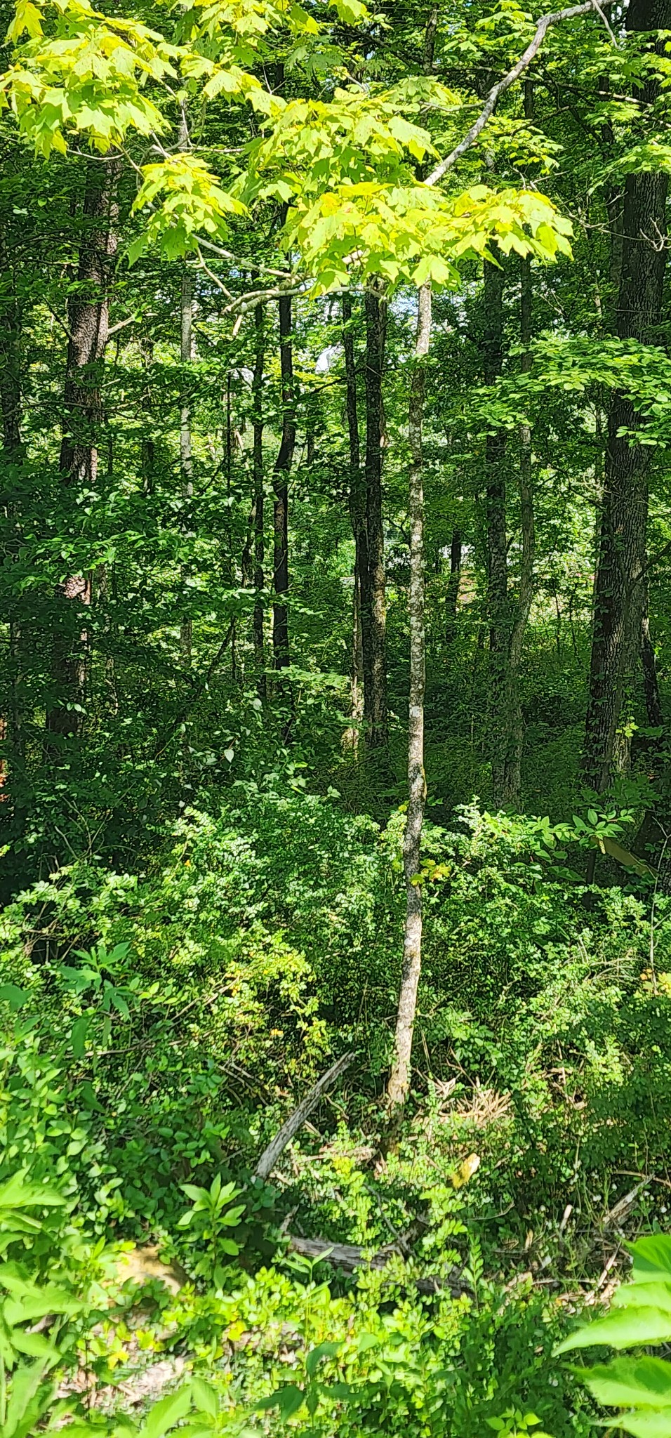 0 3rd Street Property Photo 7