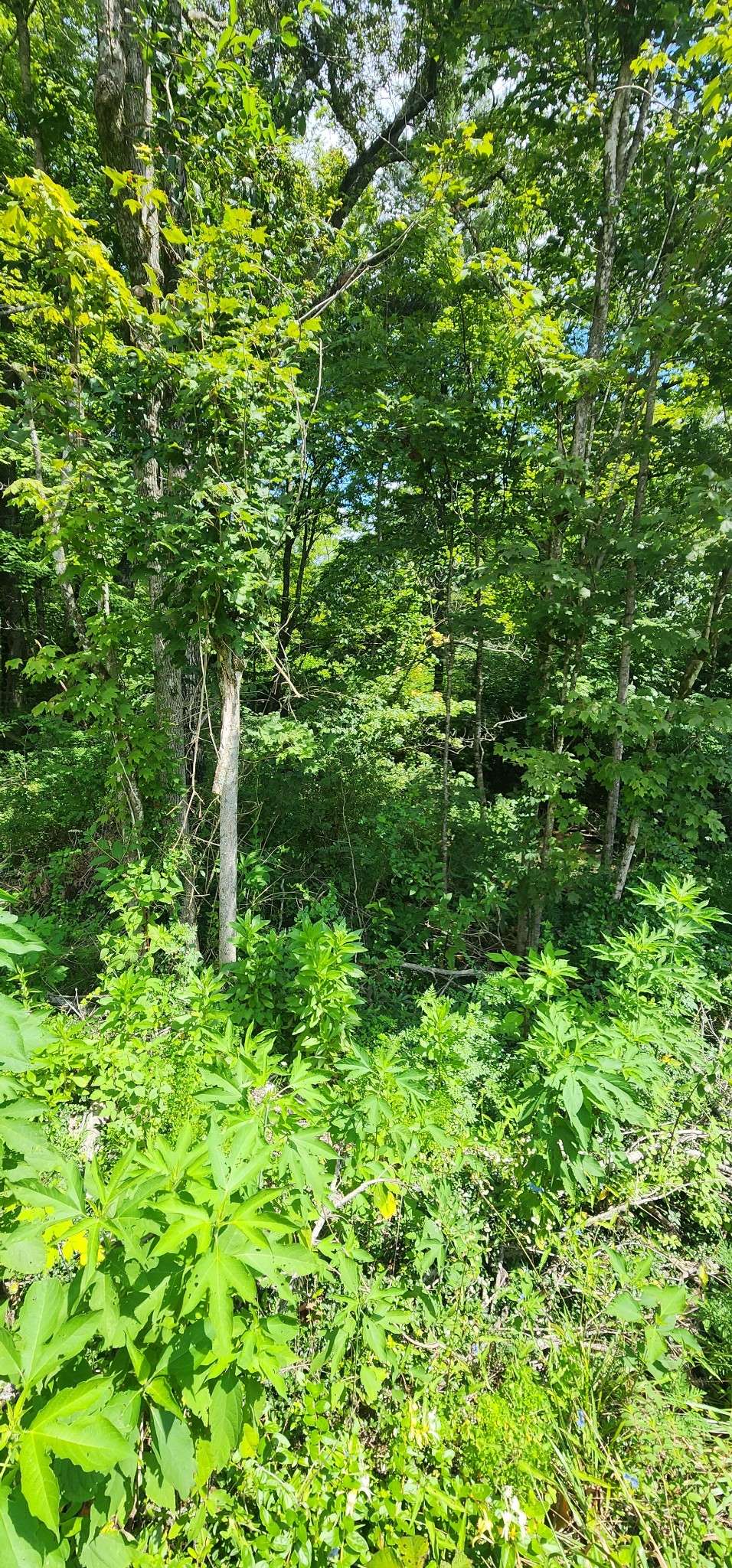 0 3rd Street Property Photo 8