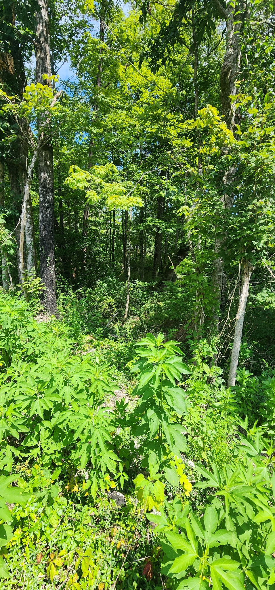 0 3rd Street Property Photo 9