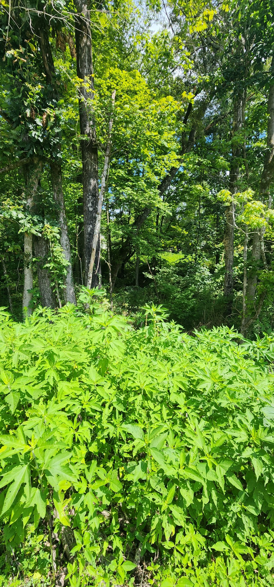 0 3rd Street Property Photo 10