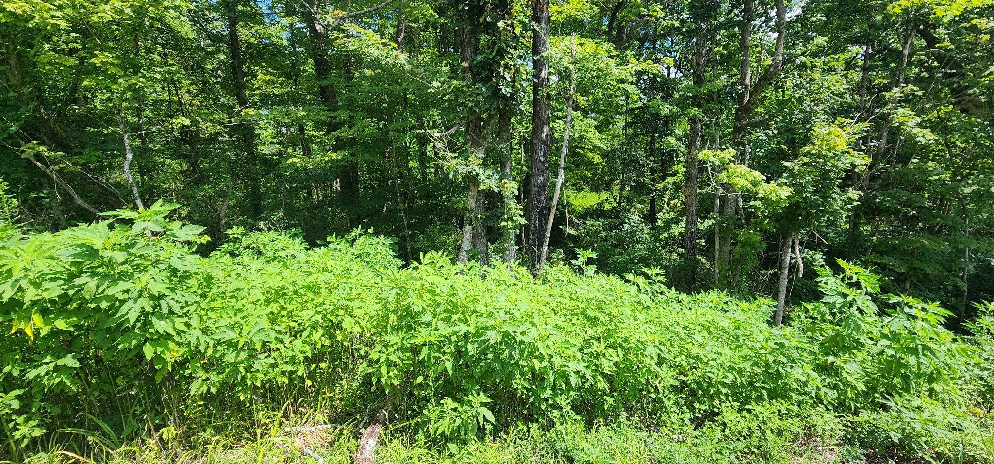 0 3rd Street Property Photo 11