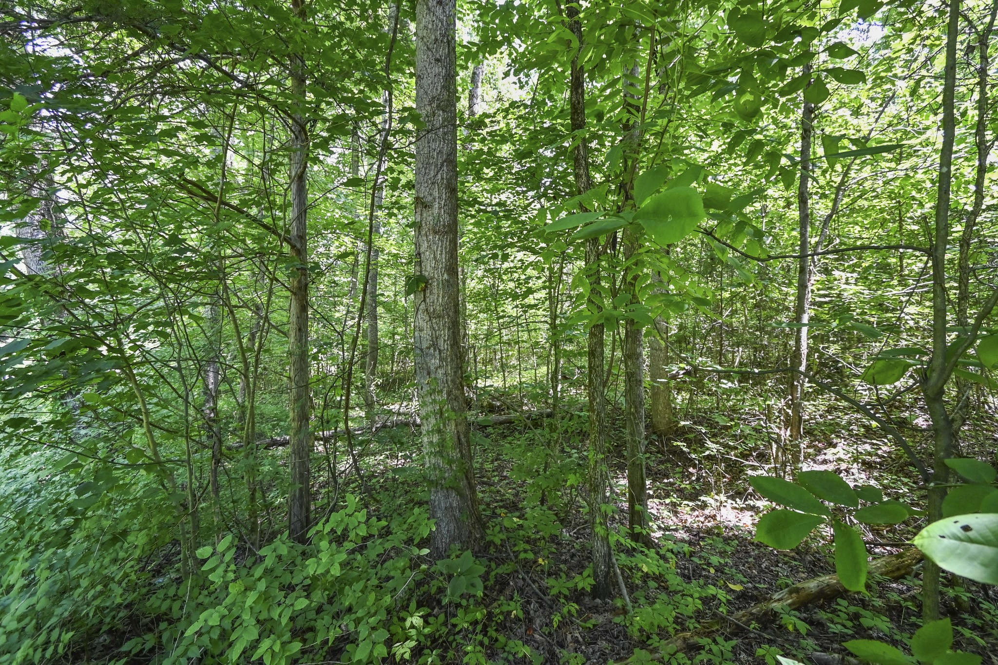 0 County Road 280 Property Photo 16