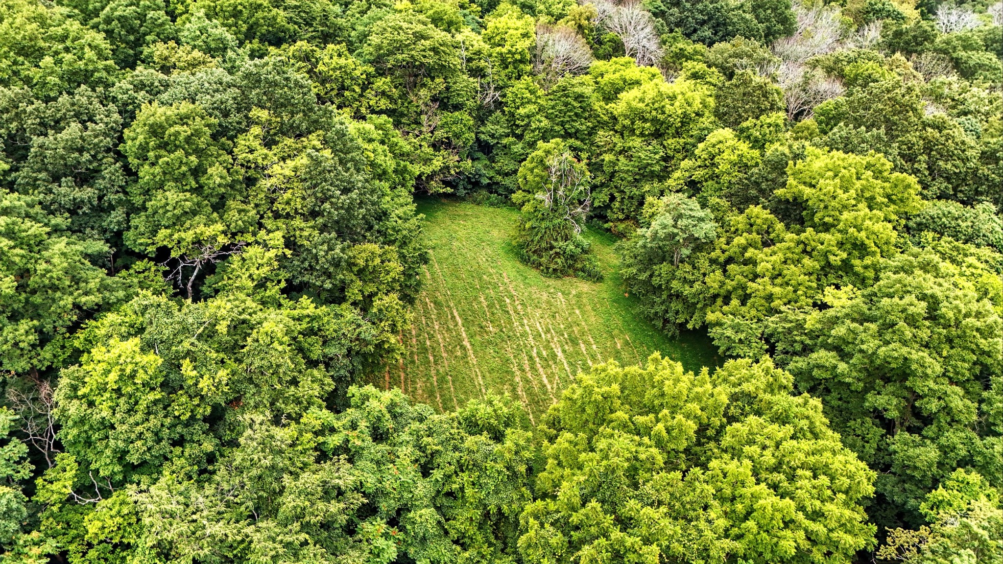 10515 Paw Paw Springs Rd Property Photo 4